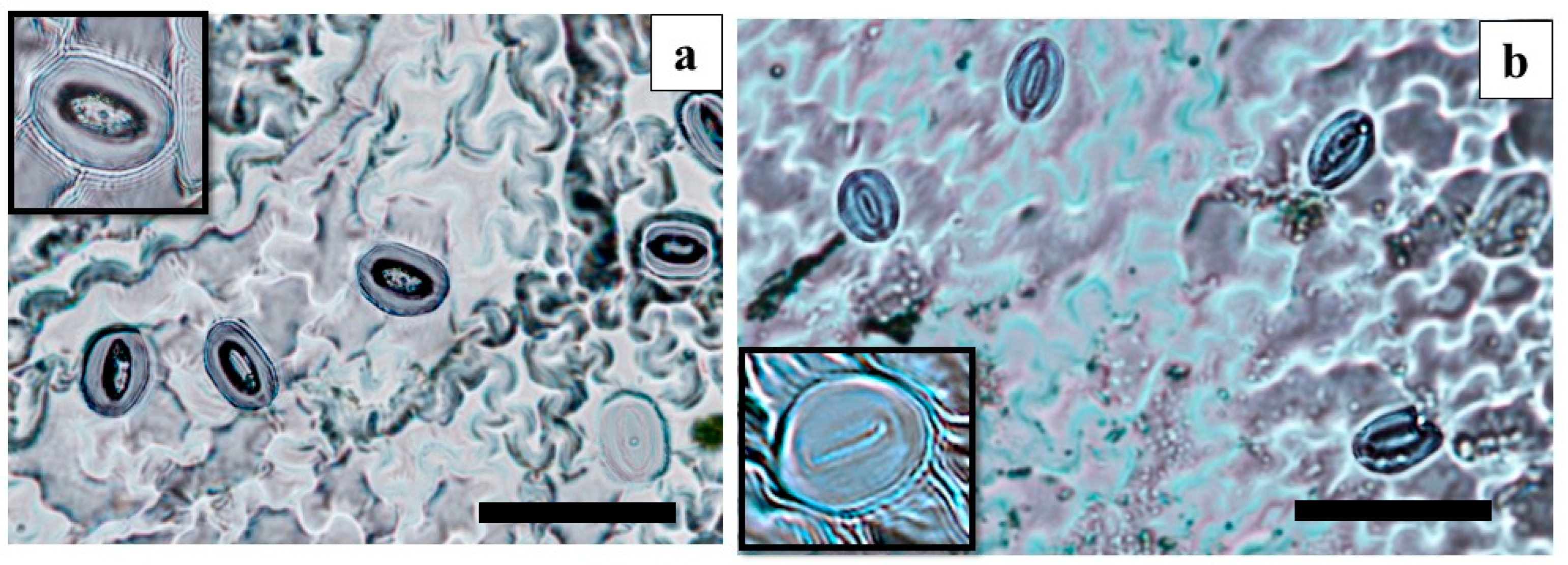 Horticulturae 09 00680 g005 Horticulturae 09 00680 g005