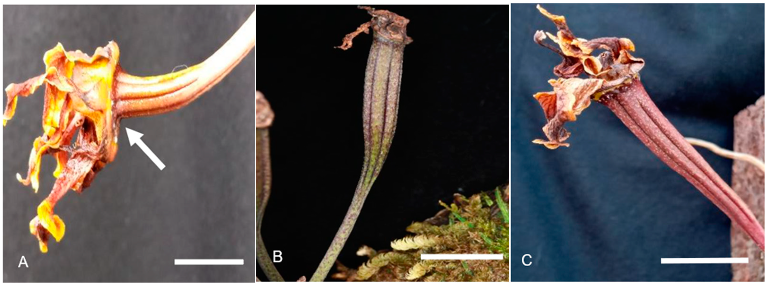 Horticulturae 09 00681 g002 Horticulturae 09 00681 g002