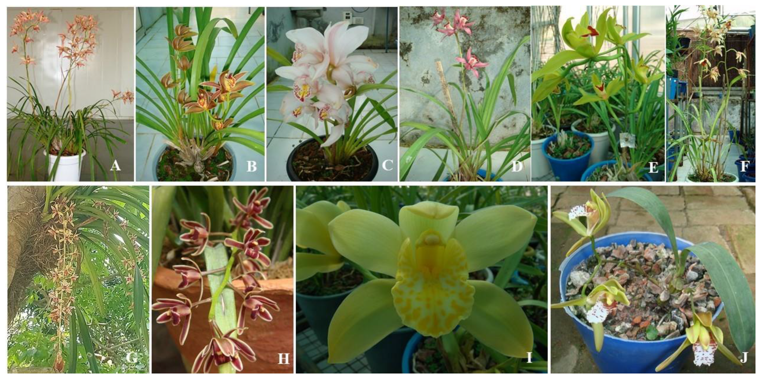 The Physioogy of Tropical Orchids in Relation To The Industry