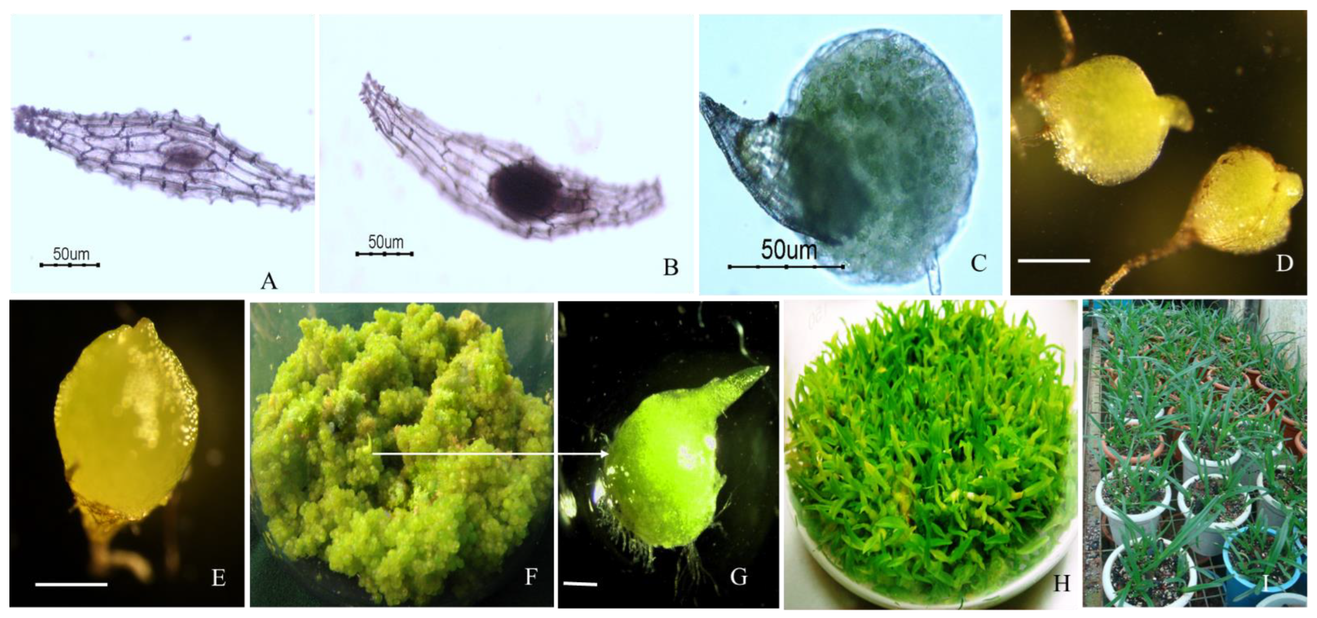 Horticulturae 09 00690 g002 Horticulturae 09 00690 g002