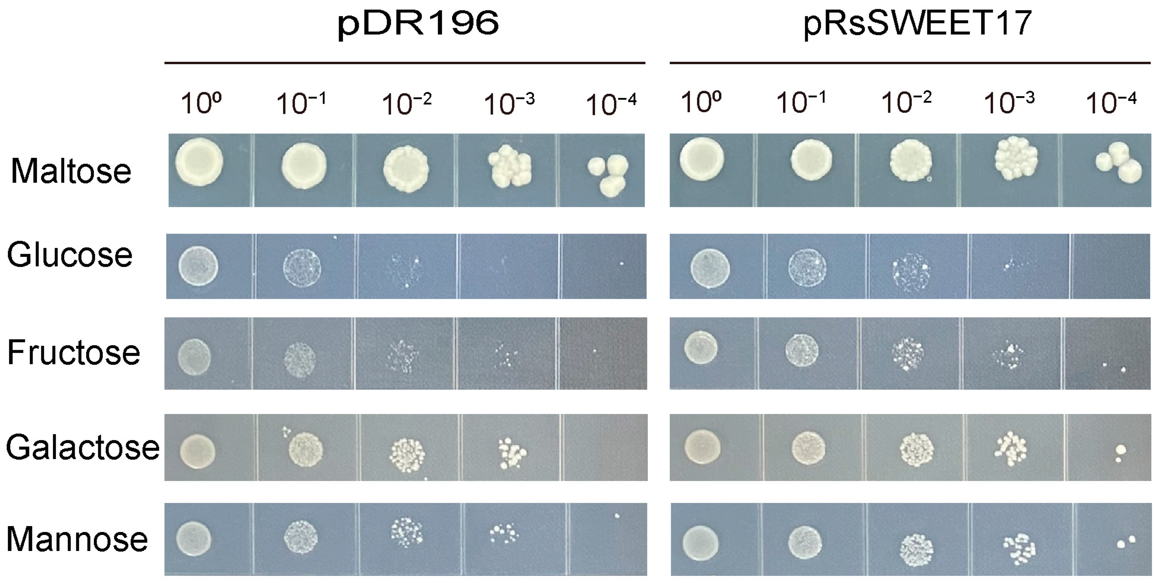 Horticulturae 09 00698 g008