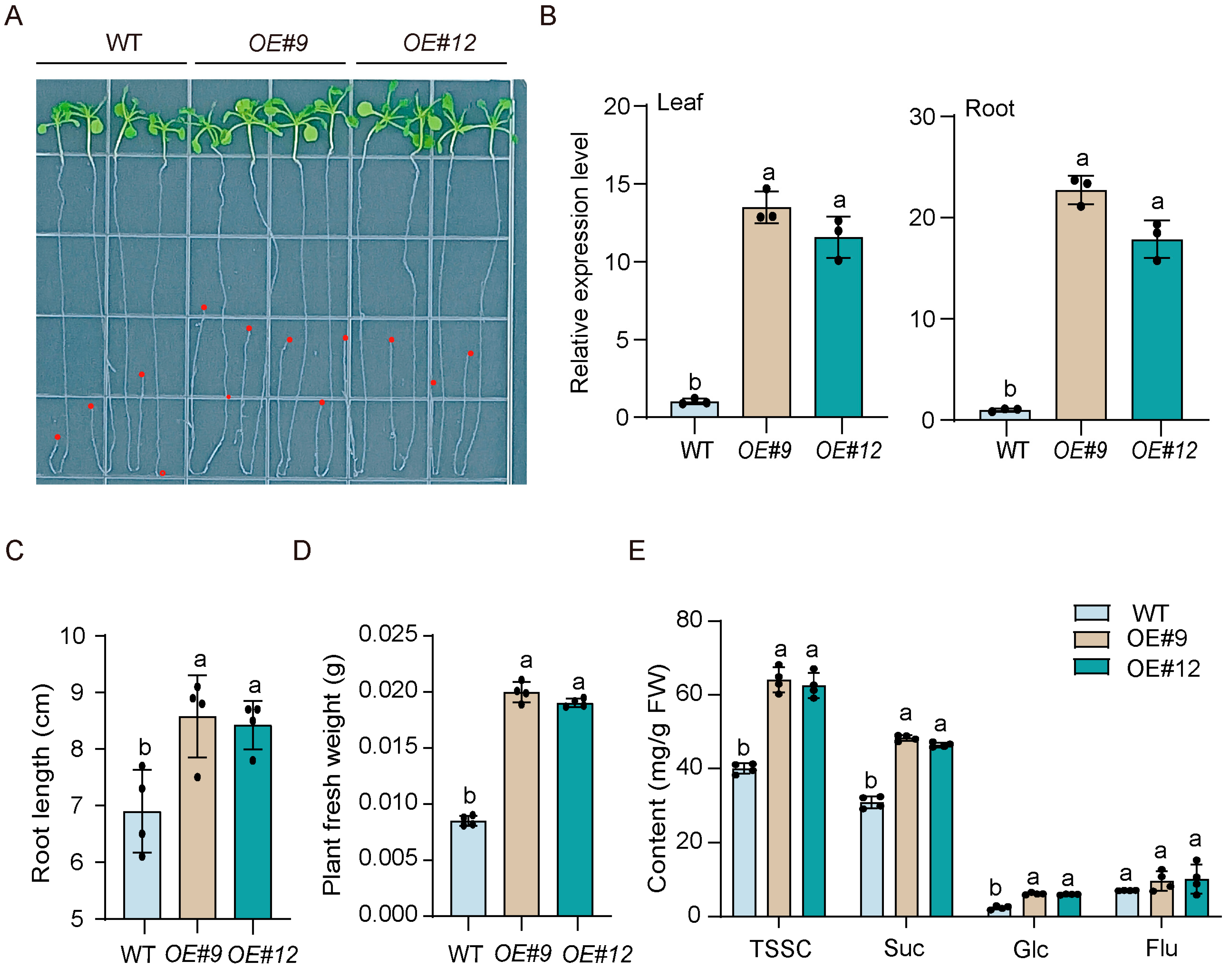 Horticulturae 09 00698 g009