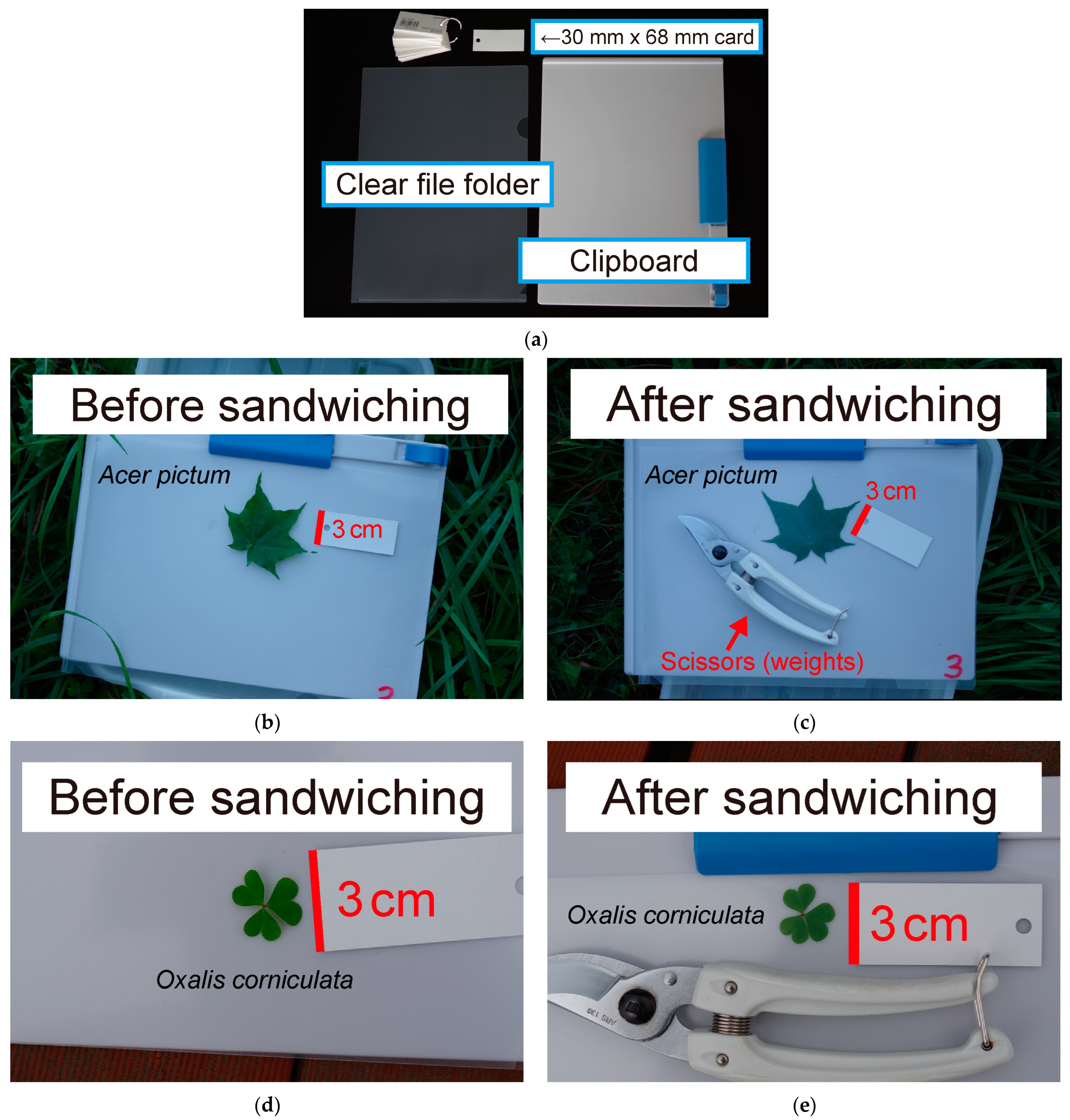 Horticulturae 09 00709 g001 Horticulturae 09 00709 g001