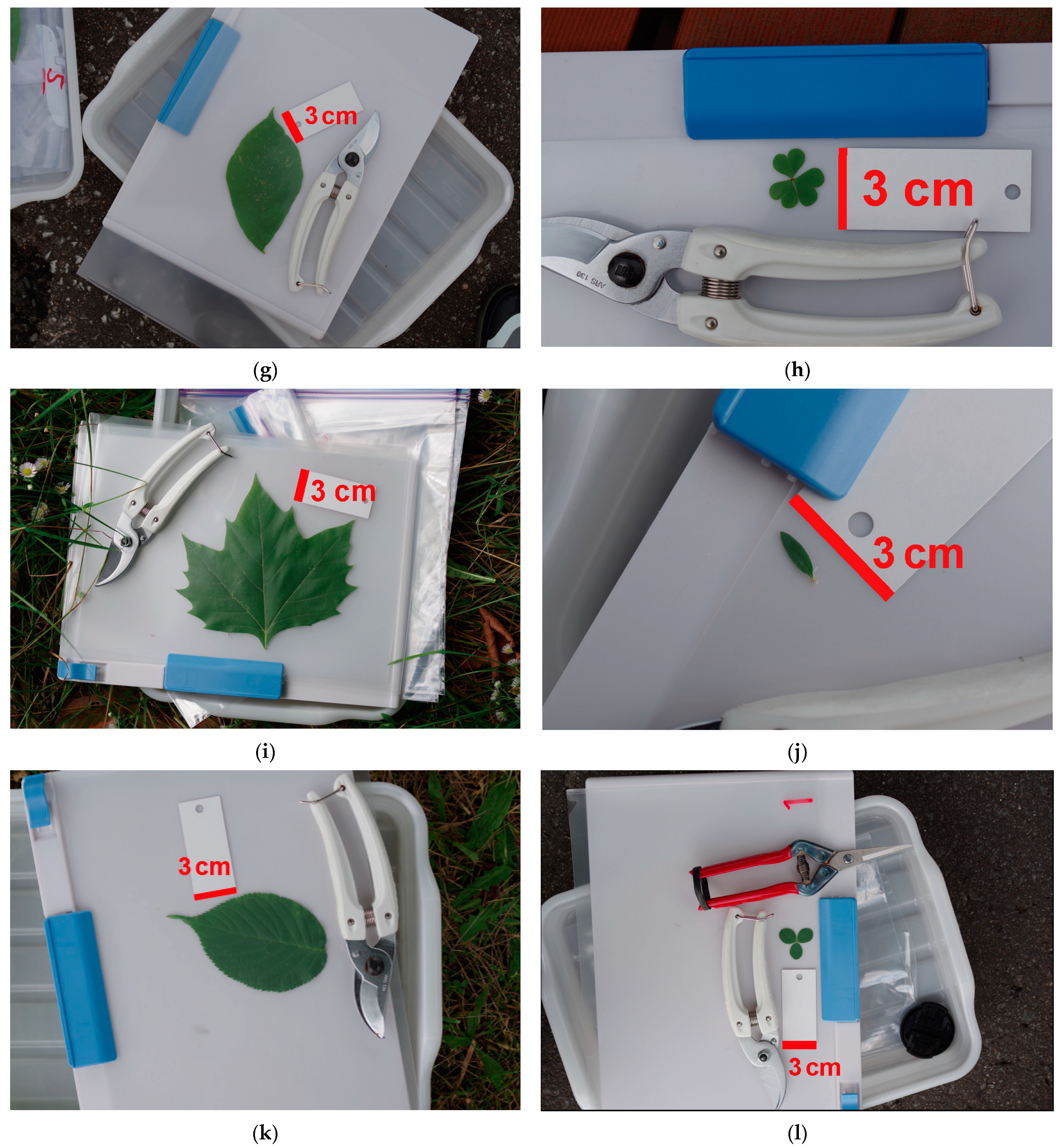 Horticulturae 09 00709 g002b Horticulturae 09 00709 g002b