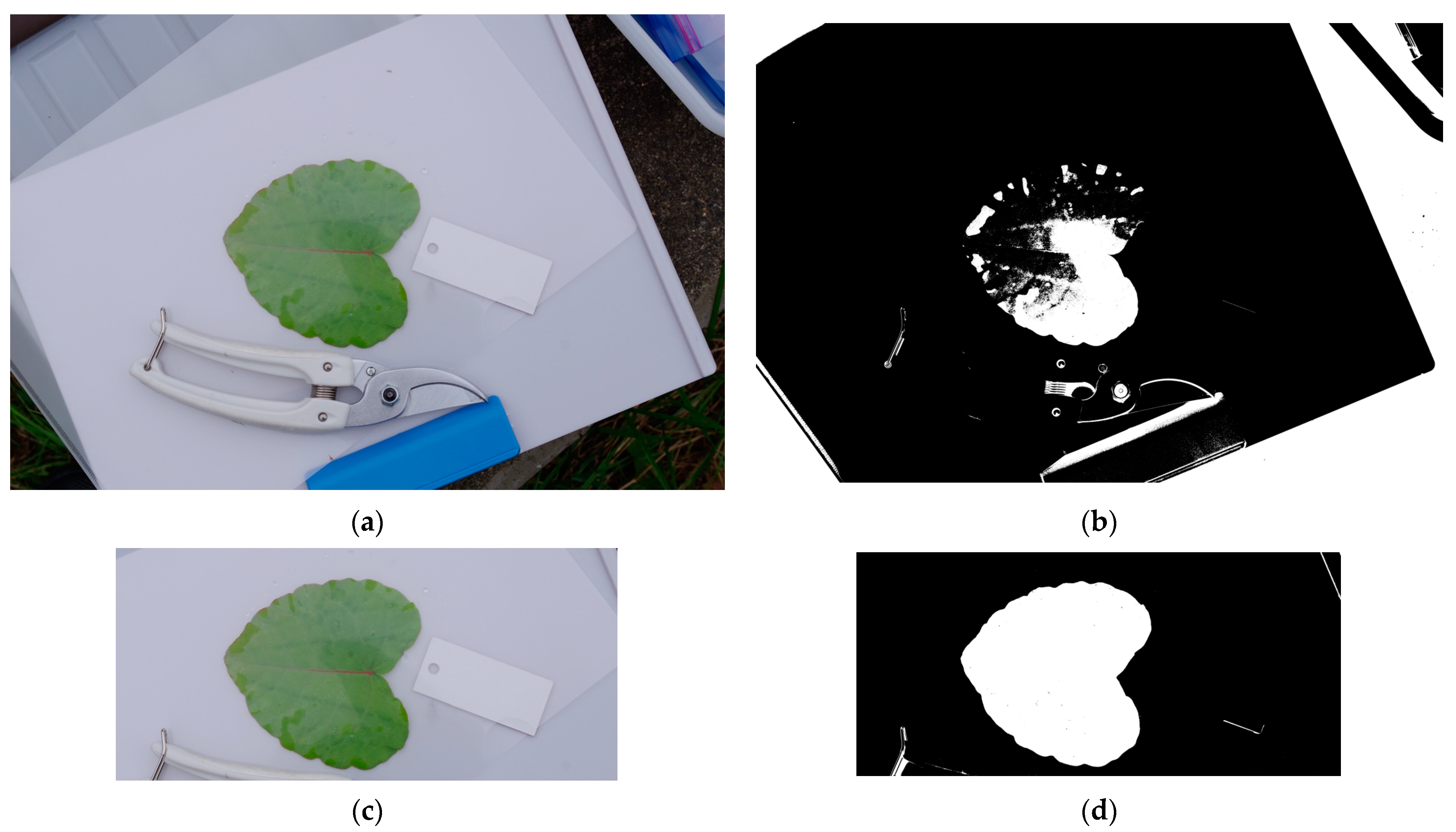 Horticulturae 09 00709 g004 Horticulturae 09 00709 g004