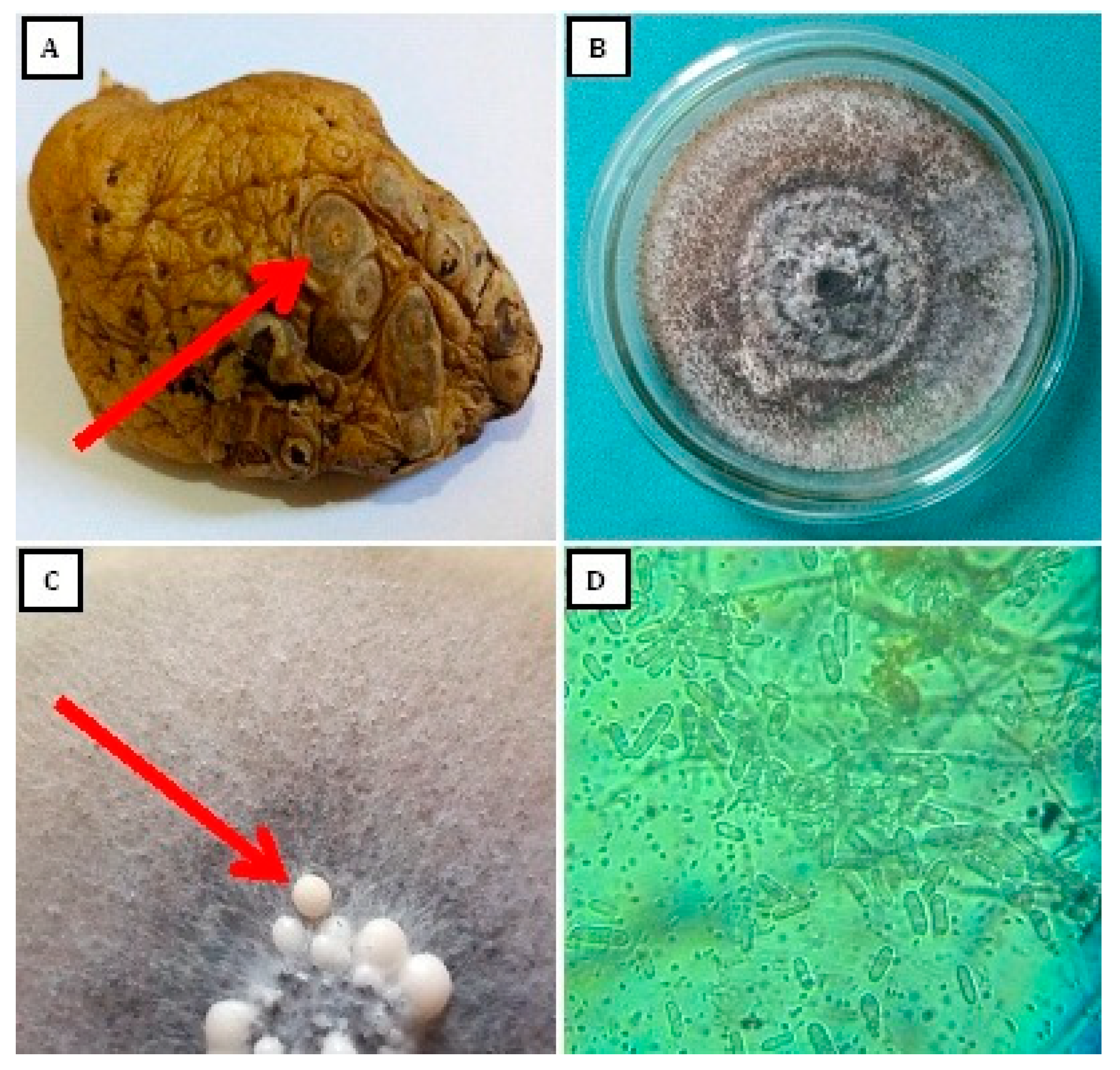 Horticulturae 09 00710 g001 Horticulturae 09 00710 g001