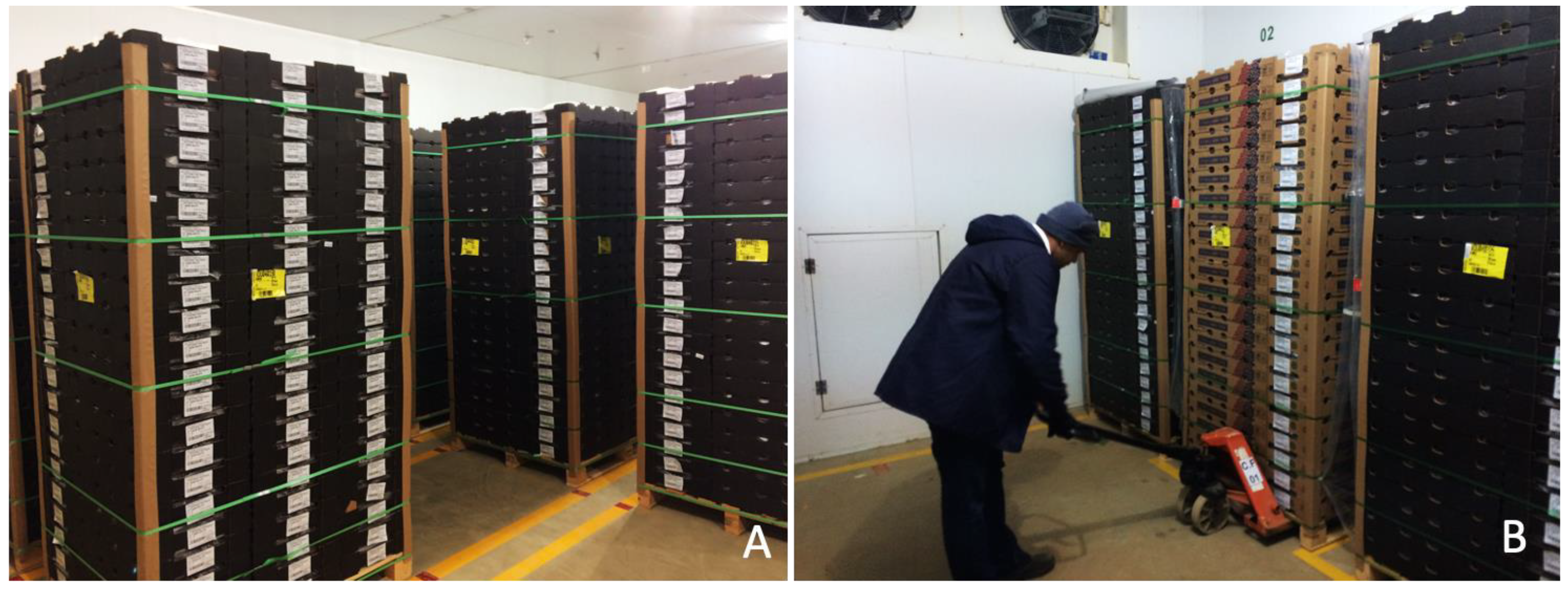 Horticulturae 09 00724 g001