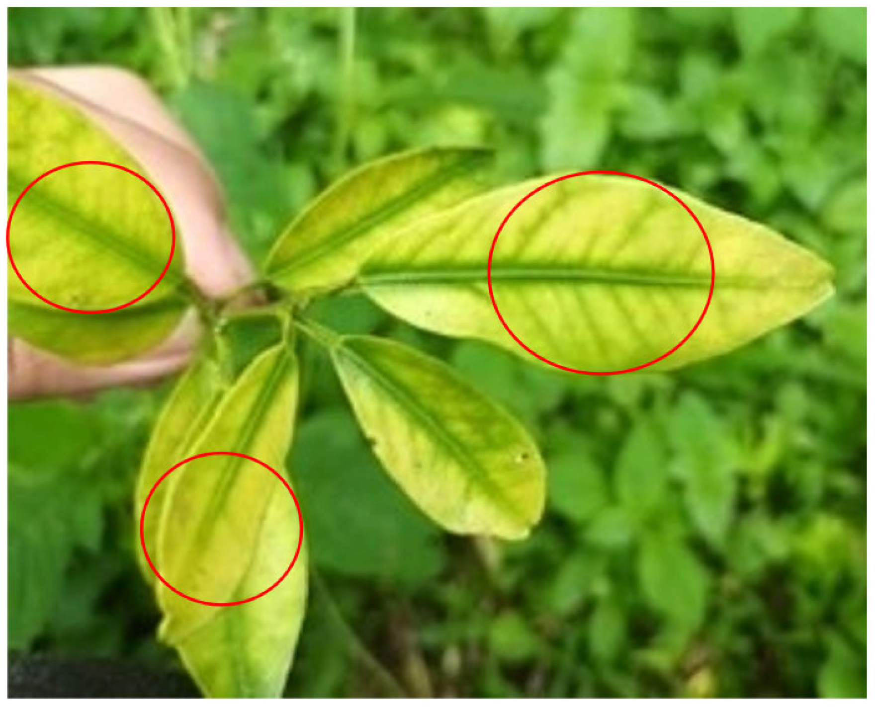 Horticulturae 09 00725 g001