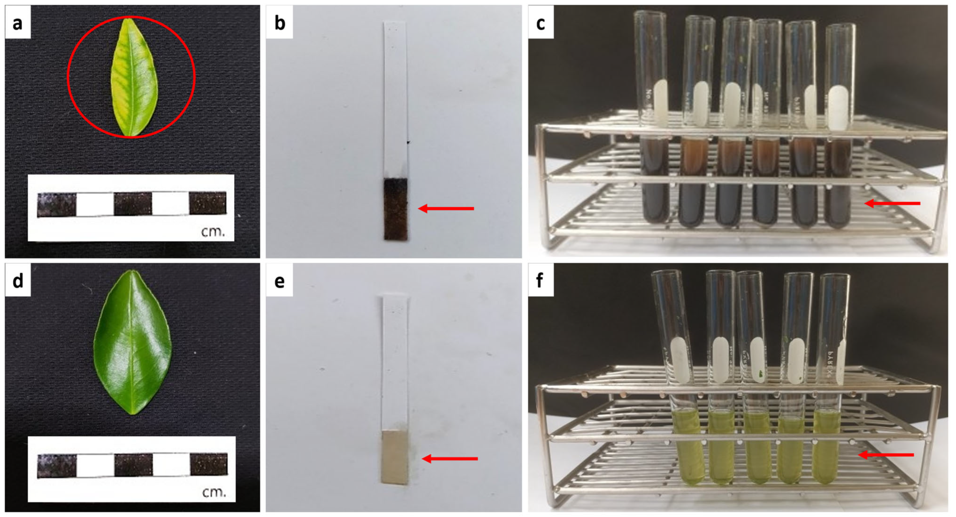 Horticulturae 09 00725 g003