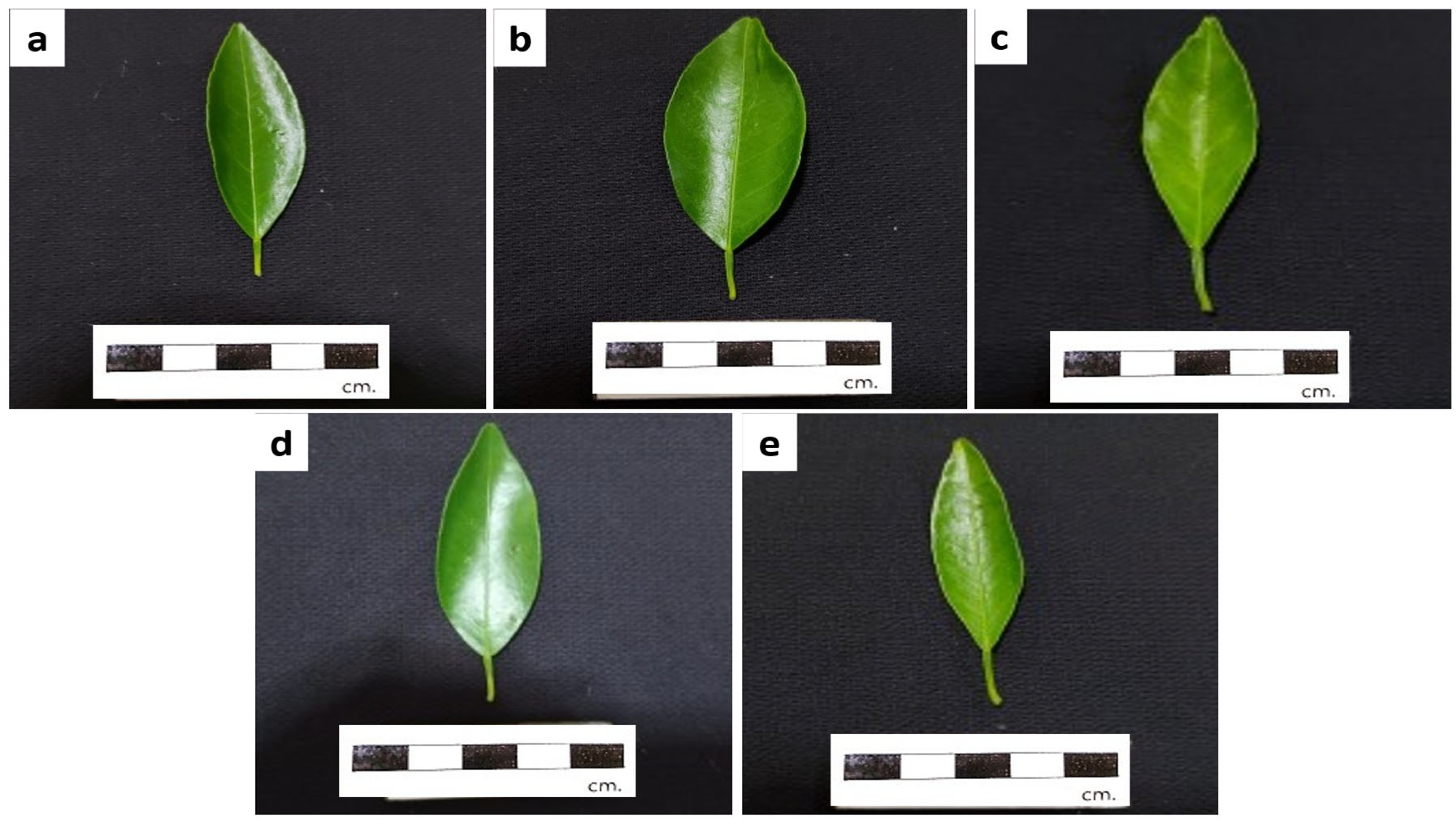 Horticulturae 09 00725 g004