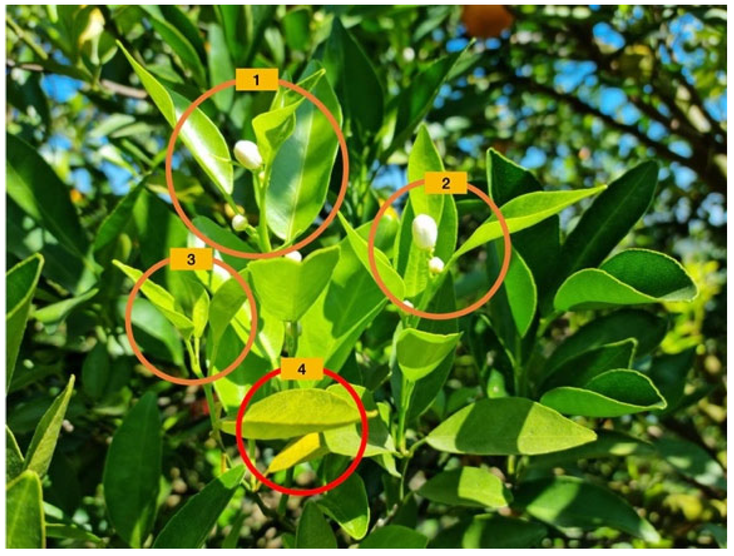 Horticulturae 09 00725 g005