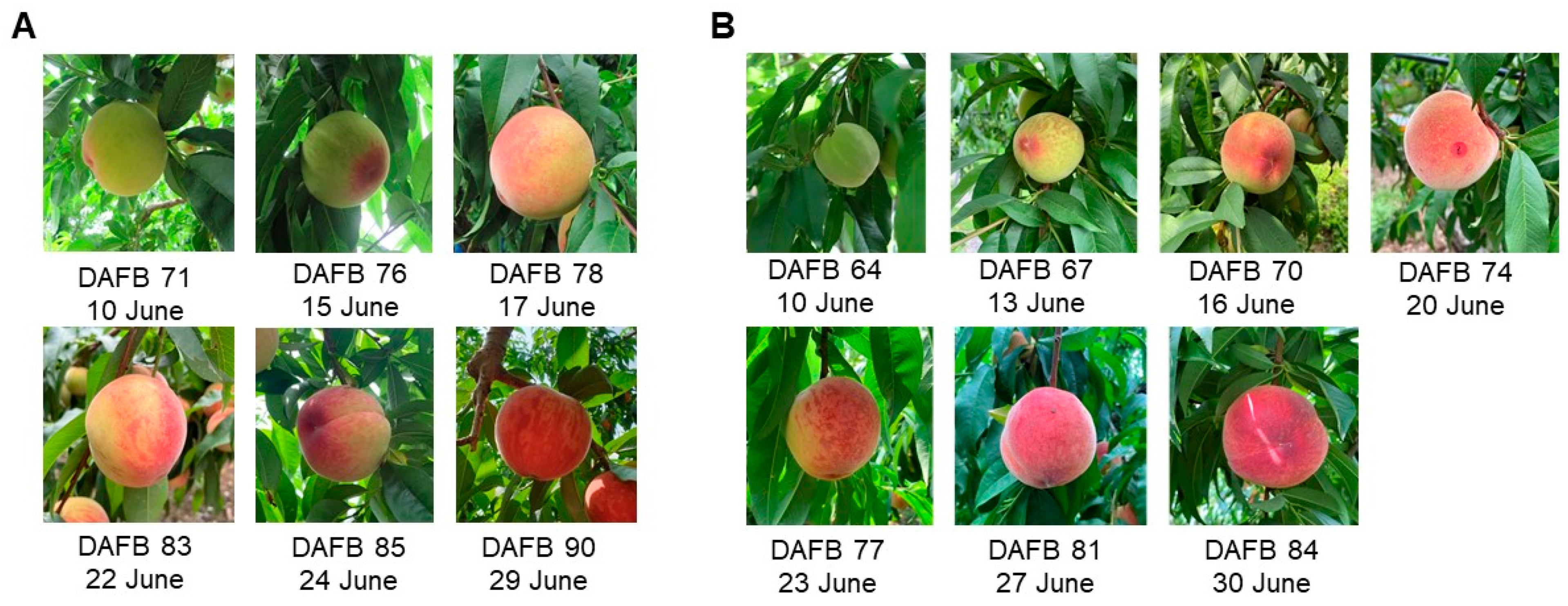 Horticulturae 09 00730 g001 Horticulturae 09 00730 g001