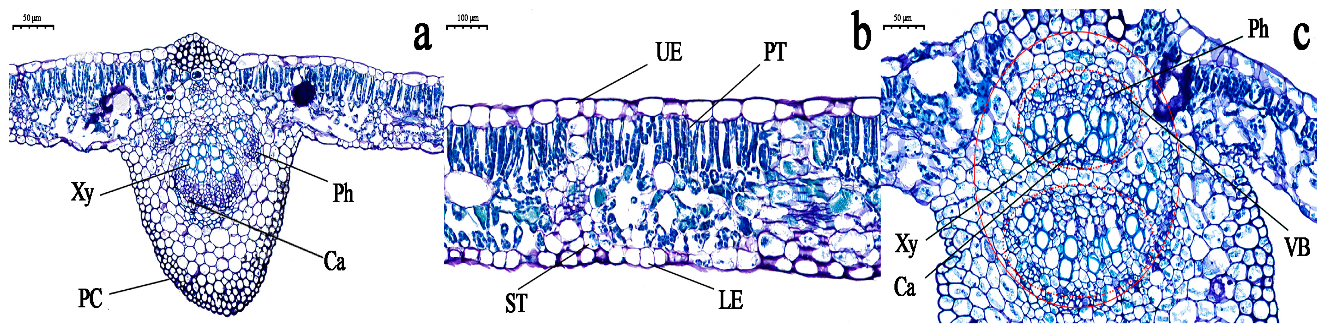 Horticulturae 09 00731 g003