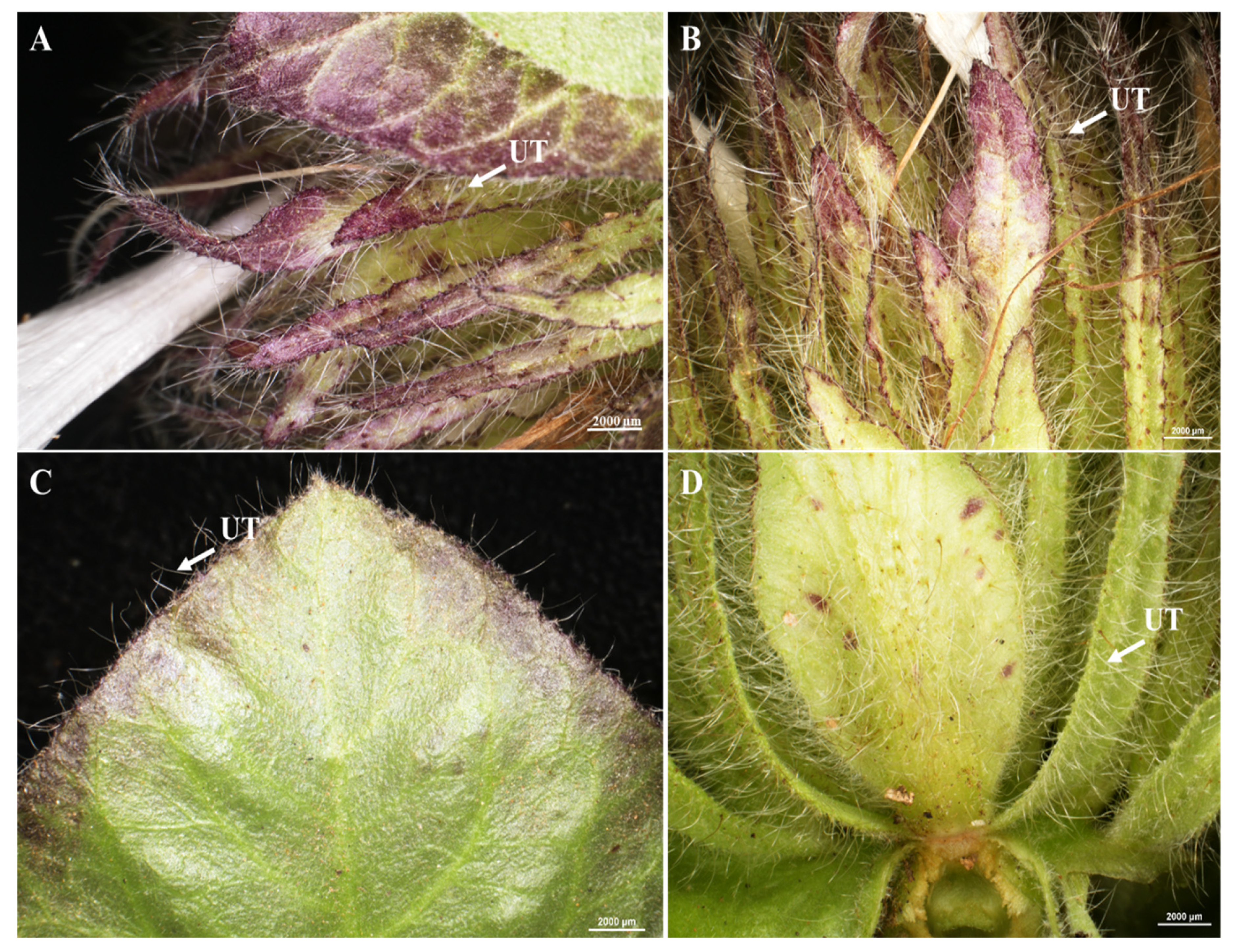 Horticulturae 09 00732 g002