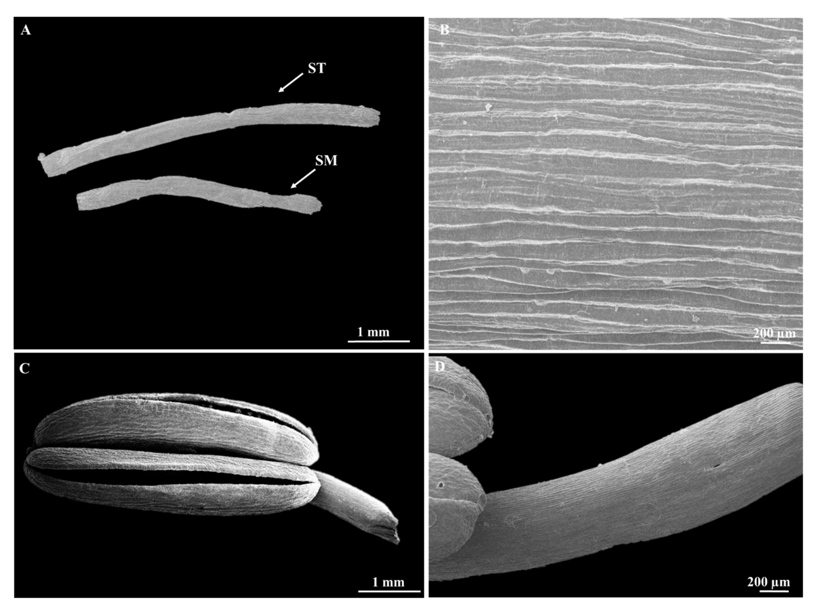 Horticulturae 09 00732 g005