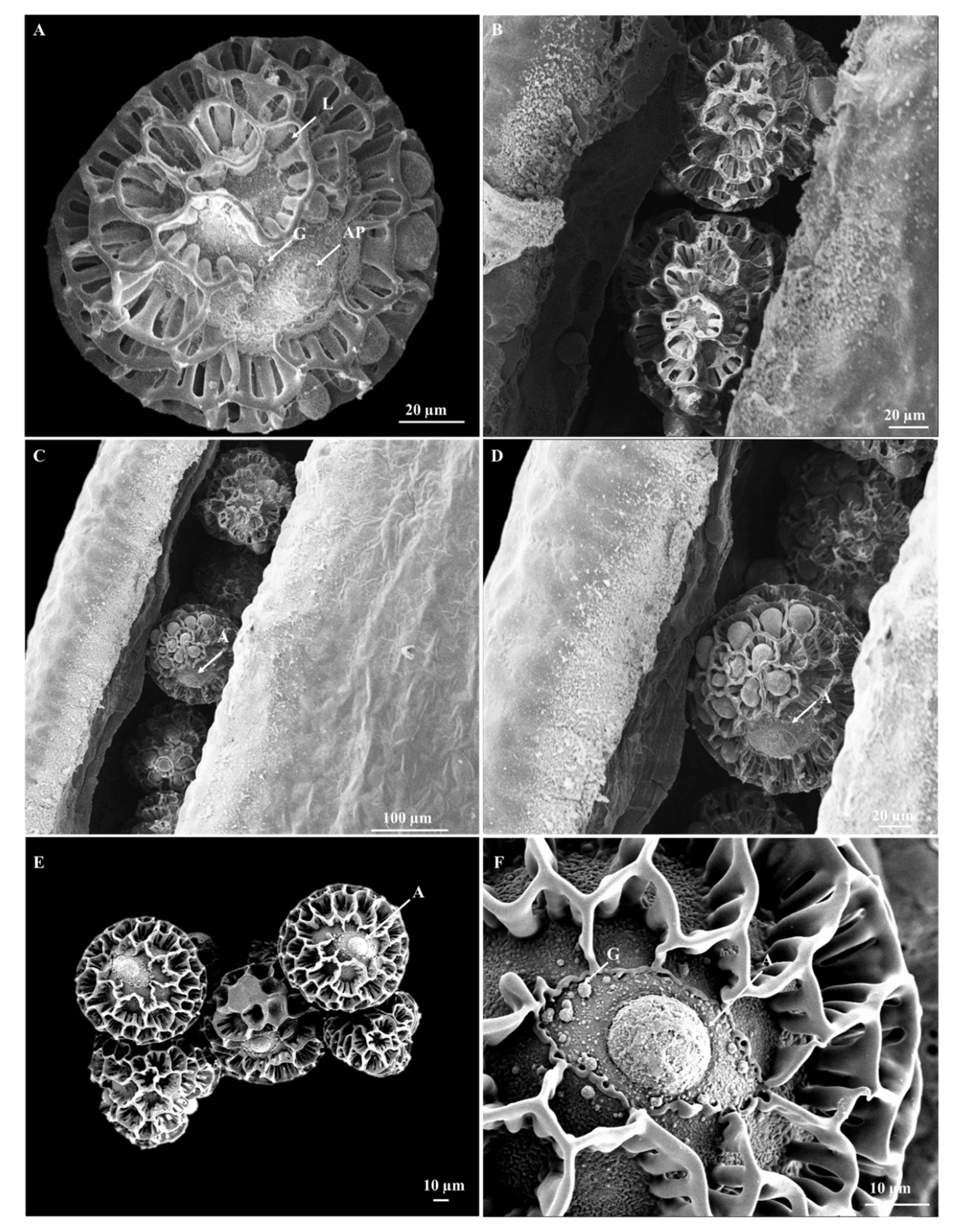 Horticulturae 09 00732 g006