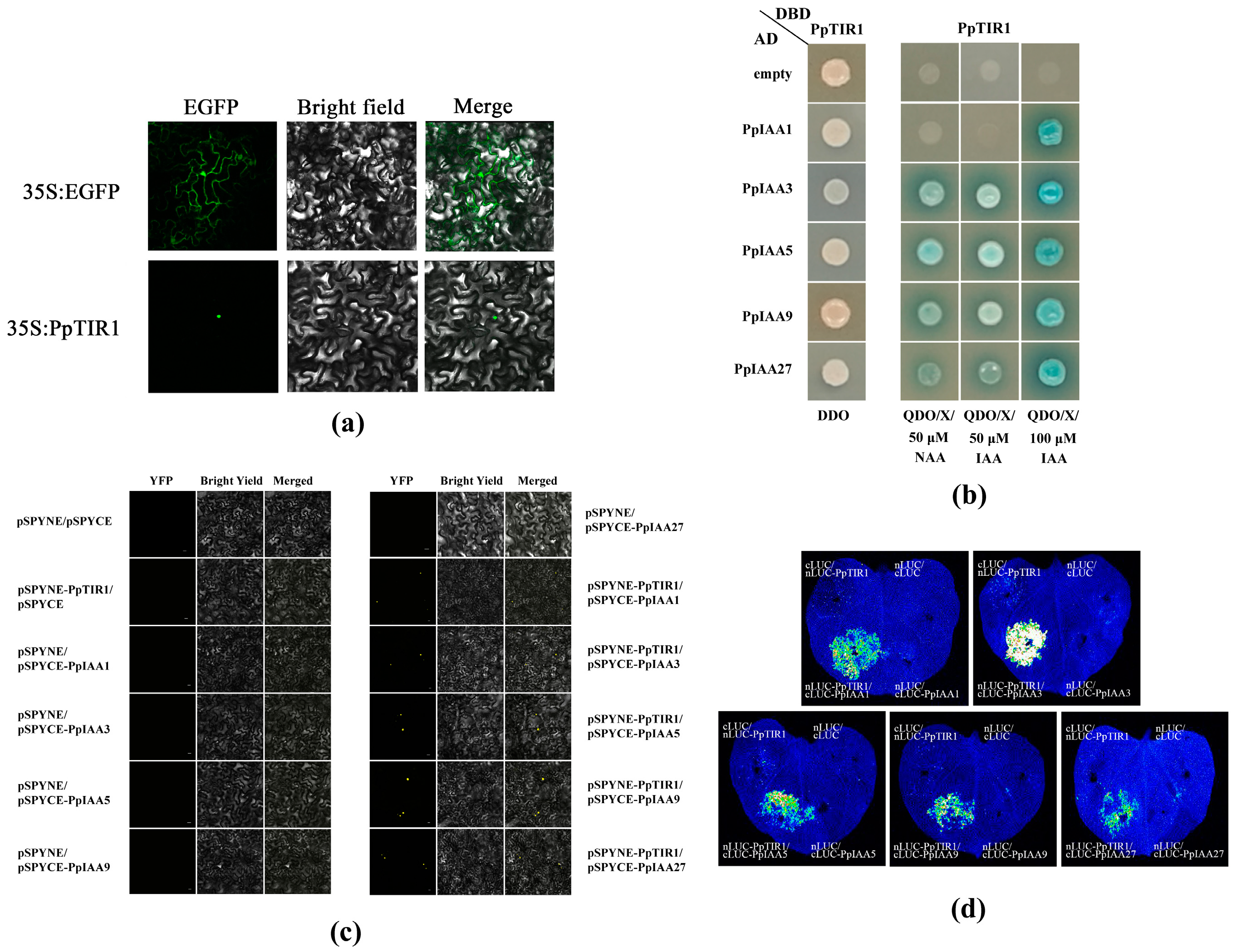 Horticulturae 09 00734 g004