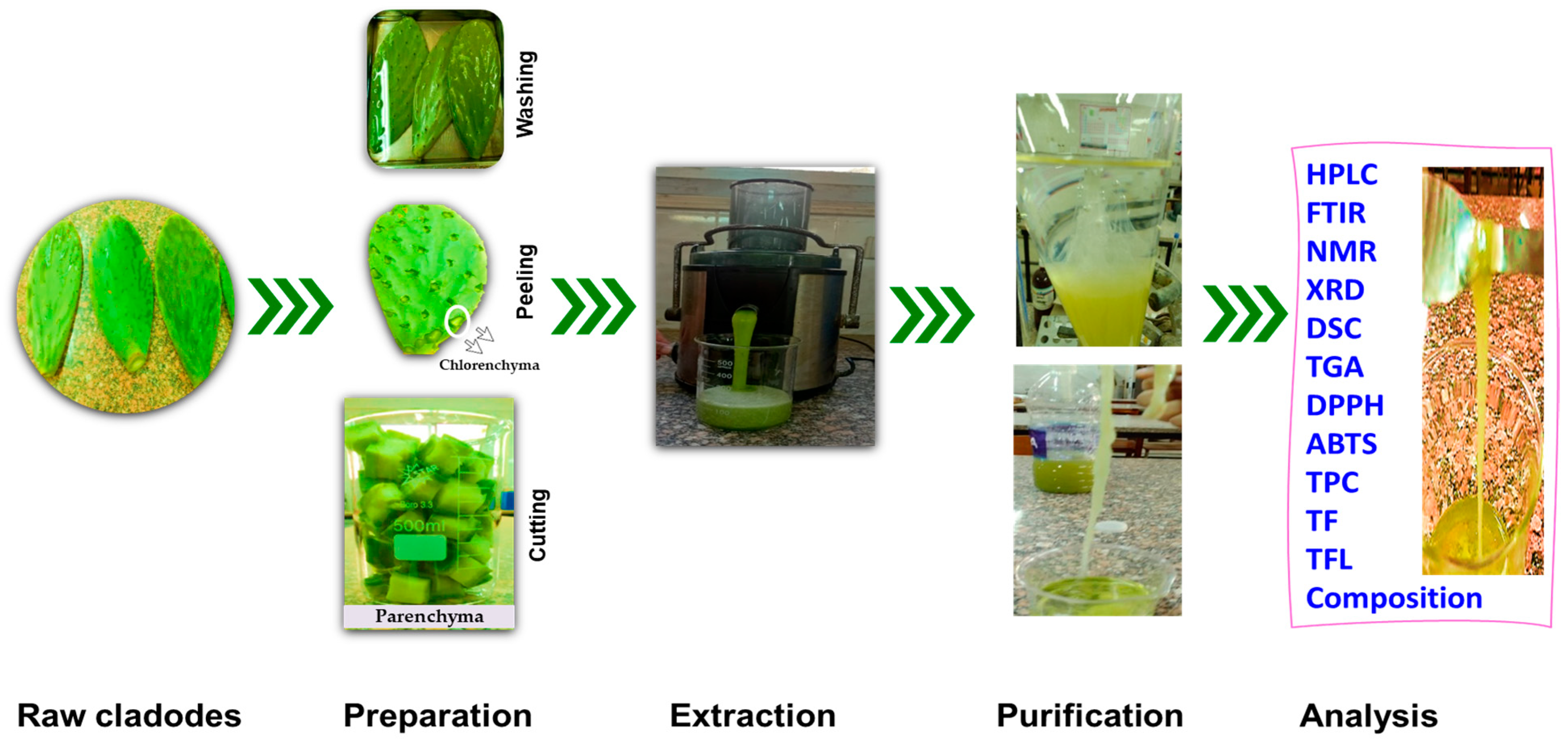 Horticulturae 09 00736 g001 550