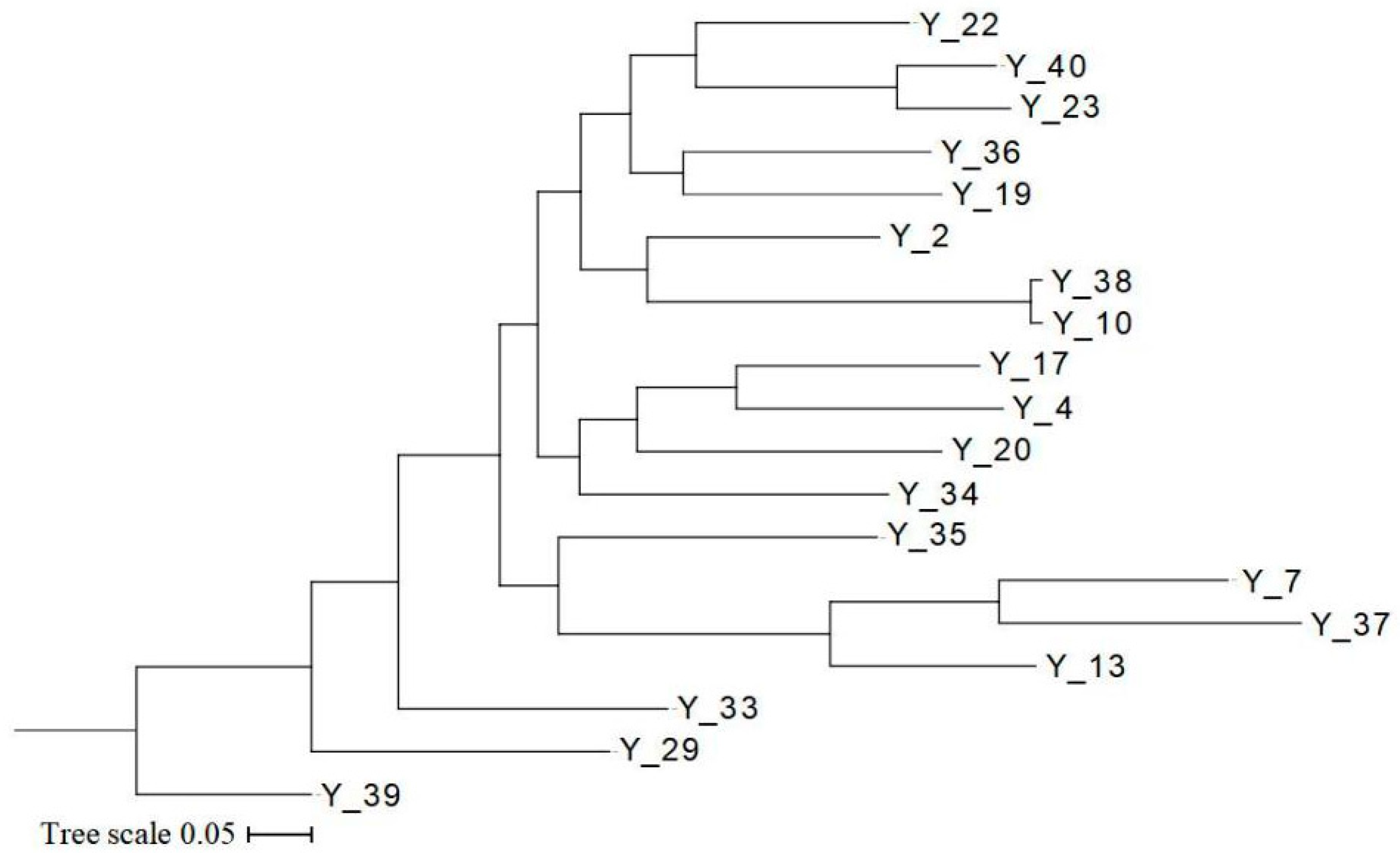 Genome-Wide Resequencing Reveals Genetic Relationships