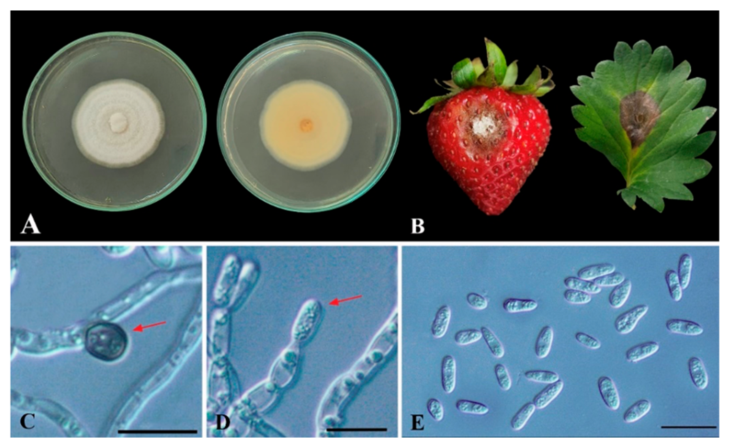 Horticulturae 09 00766 g001 Horticulturae 09 00766 g001