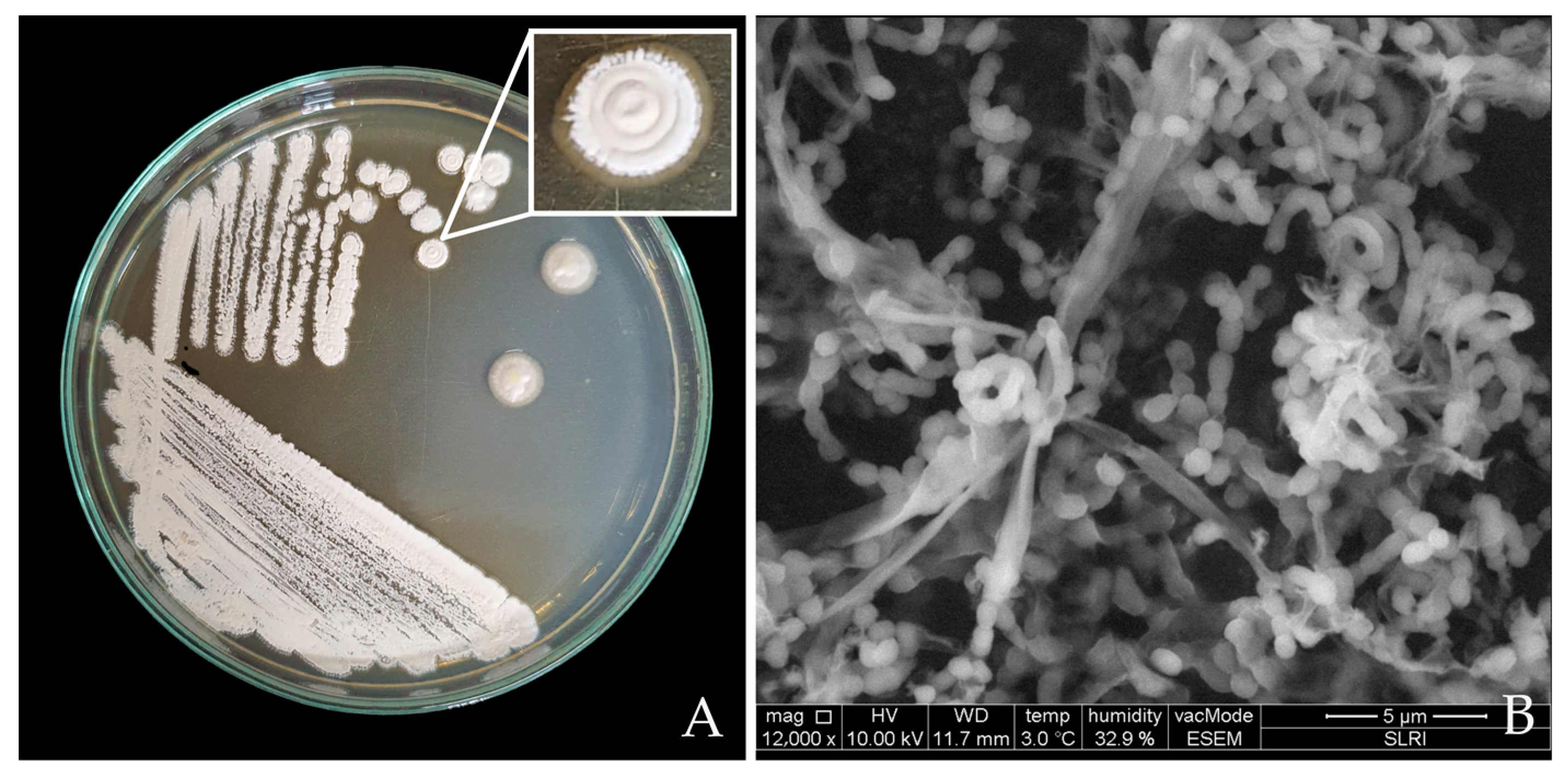 Horticulturae 09 00766 g002 Horticulturae 09 00766 g002