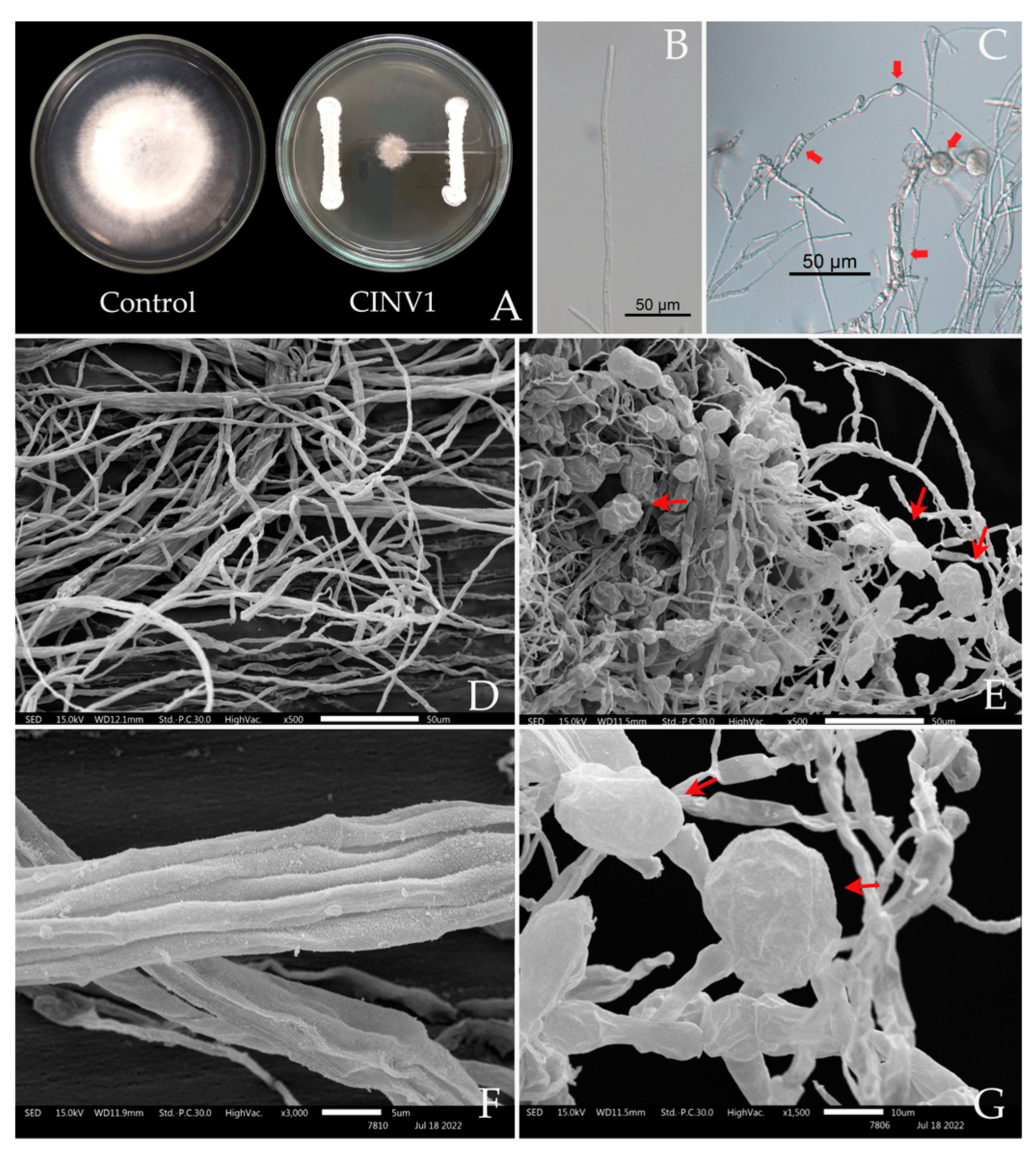 Horticulturae 09 00766 g004 Horticulturae 09 00766 g004