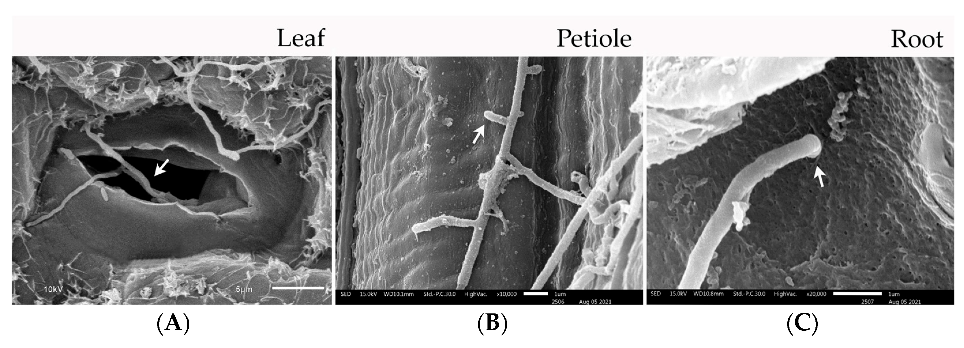 Horticulturae 09 00766 g006 Horticulturae 09 00766 g006