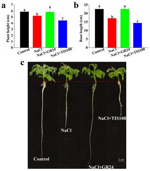 Strigolactone-Mediated Trehalose Enhances Salt Resistance in