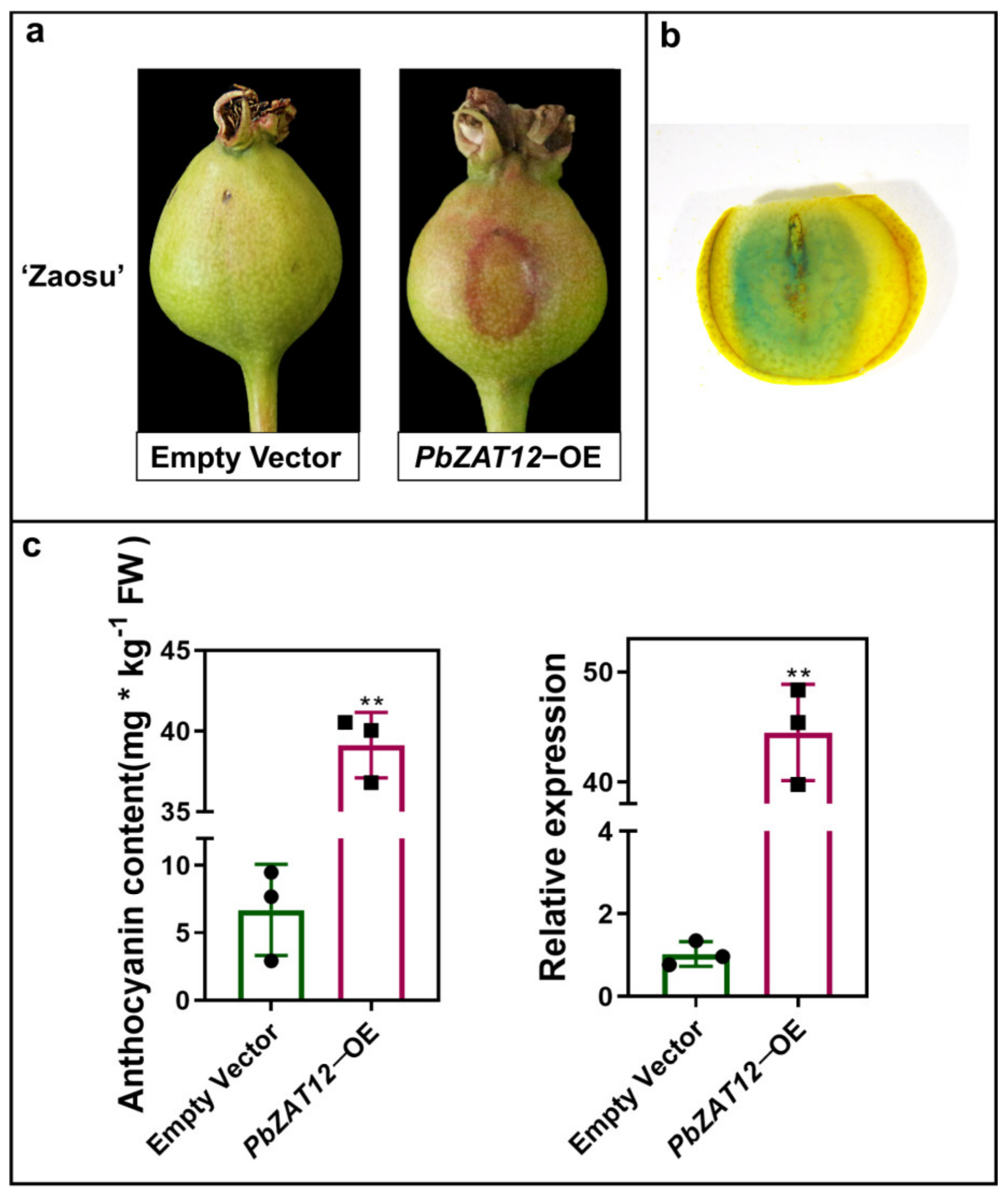 Horticulturae 09 00775 g002 Horticulturae 09 00775 g002