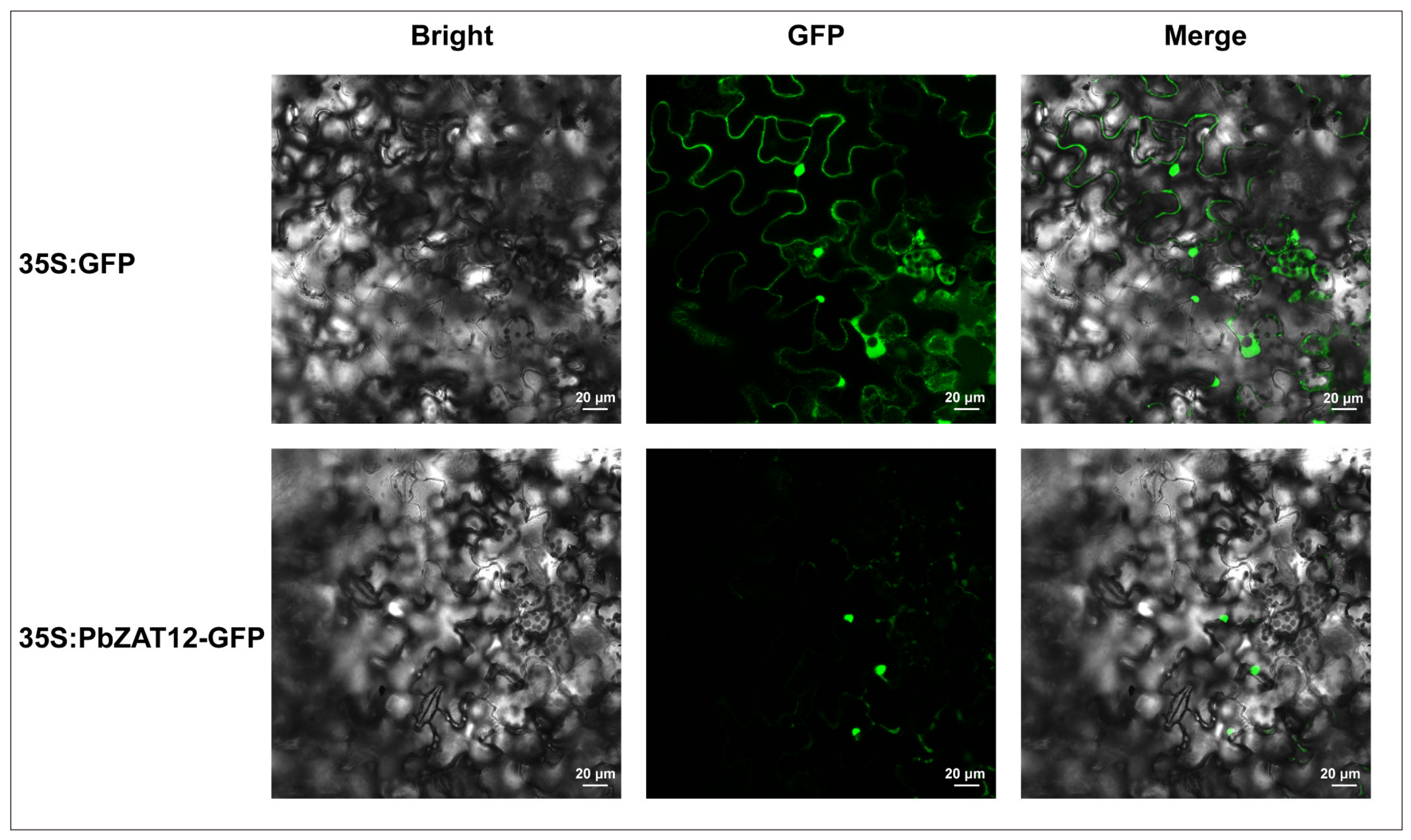 Horticulturae 09 00775 g004 Horticulturae 09 00775 g004