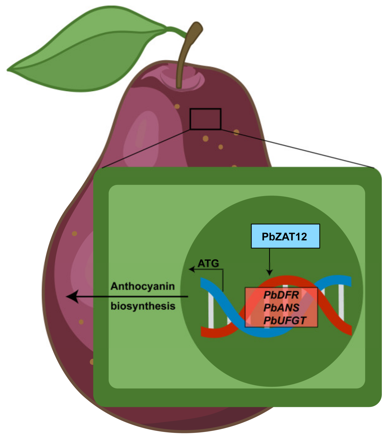 Horticulturae 09 00775 g006 Horticulturae 09 00775 g006