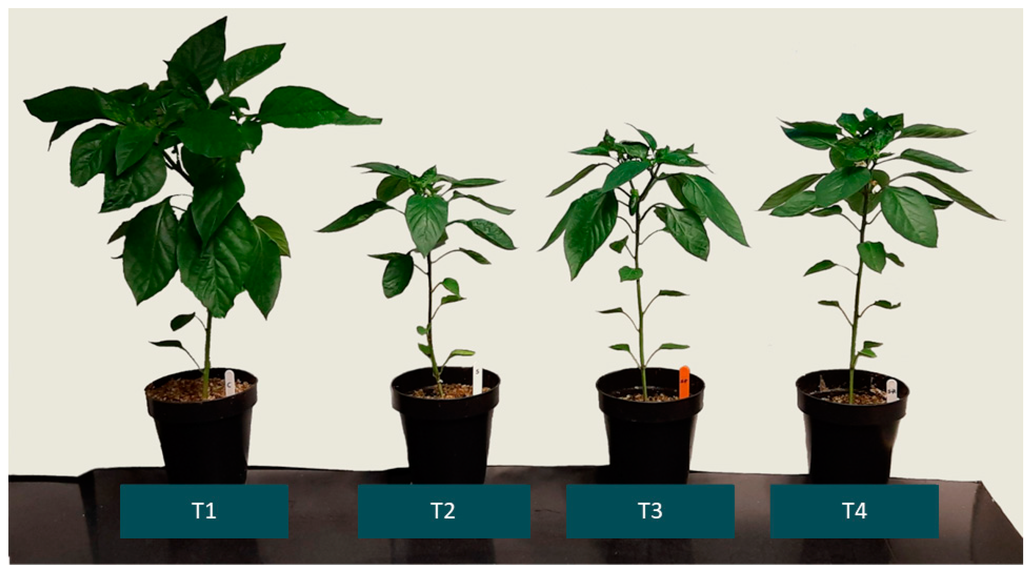 Horticulturae 09 00785 g001