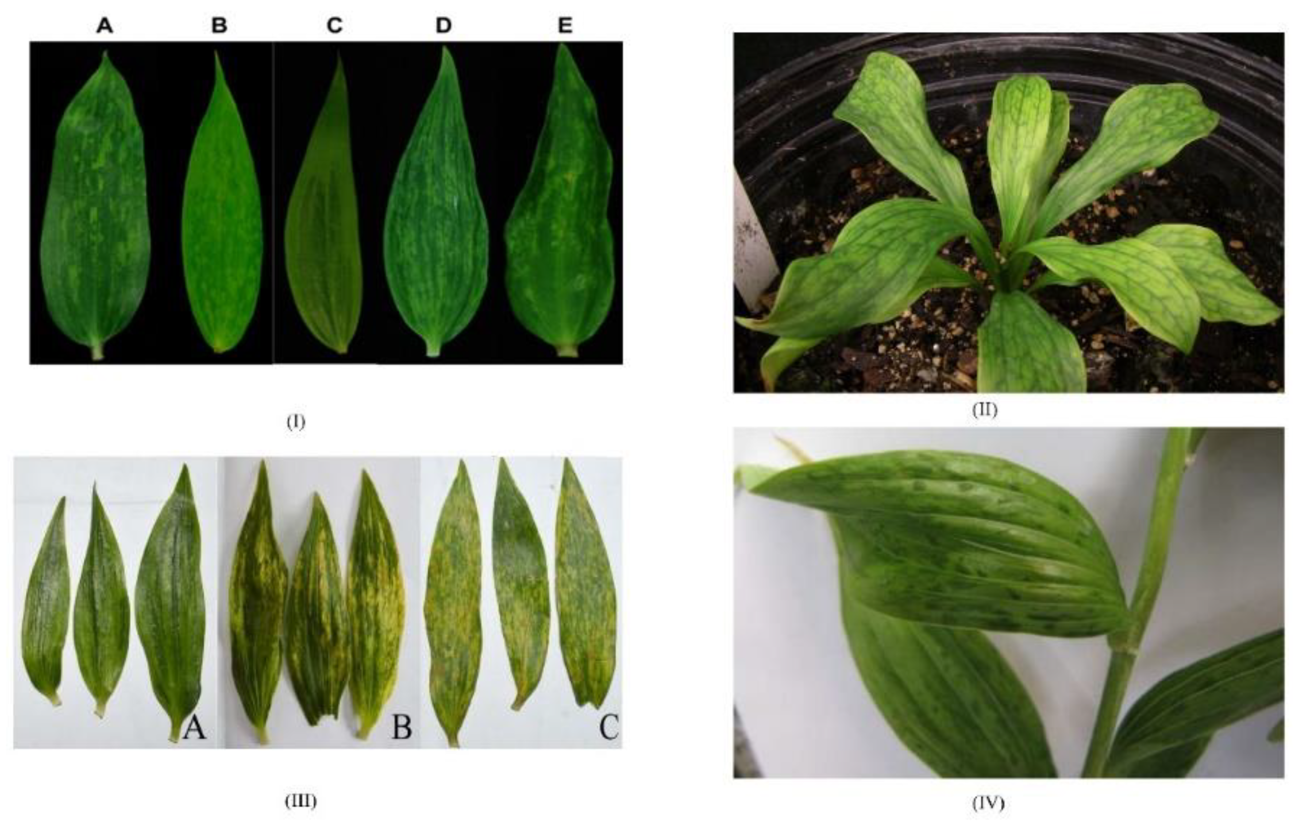 Horticulturae 09 00790 g001