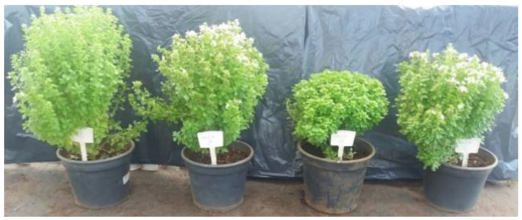 Horticulturae 09 00831 g001 Horticulturae 09 00831 g001