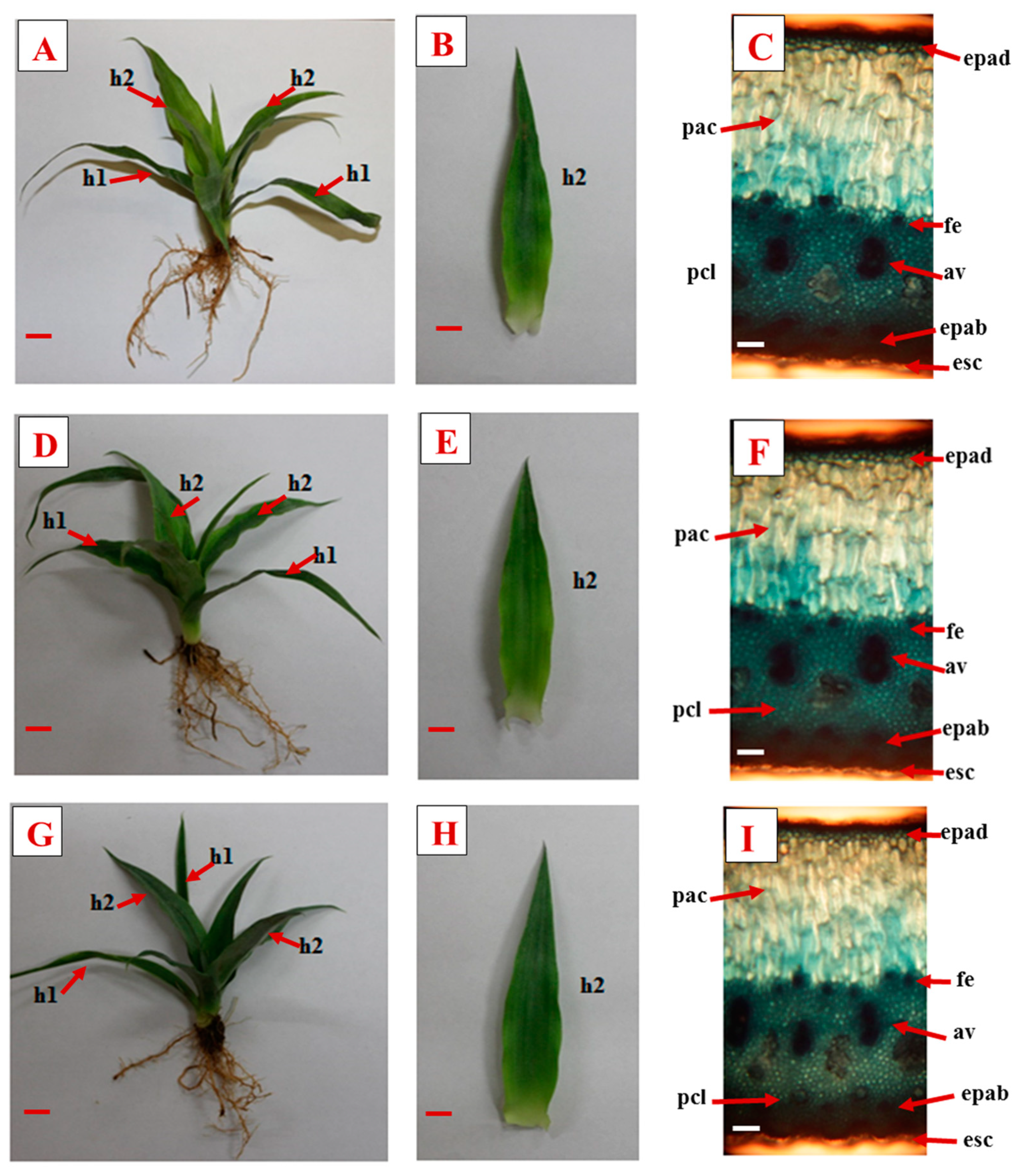 Horticulturae 09 00841 g001