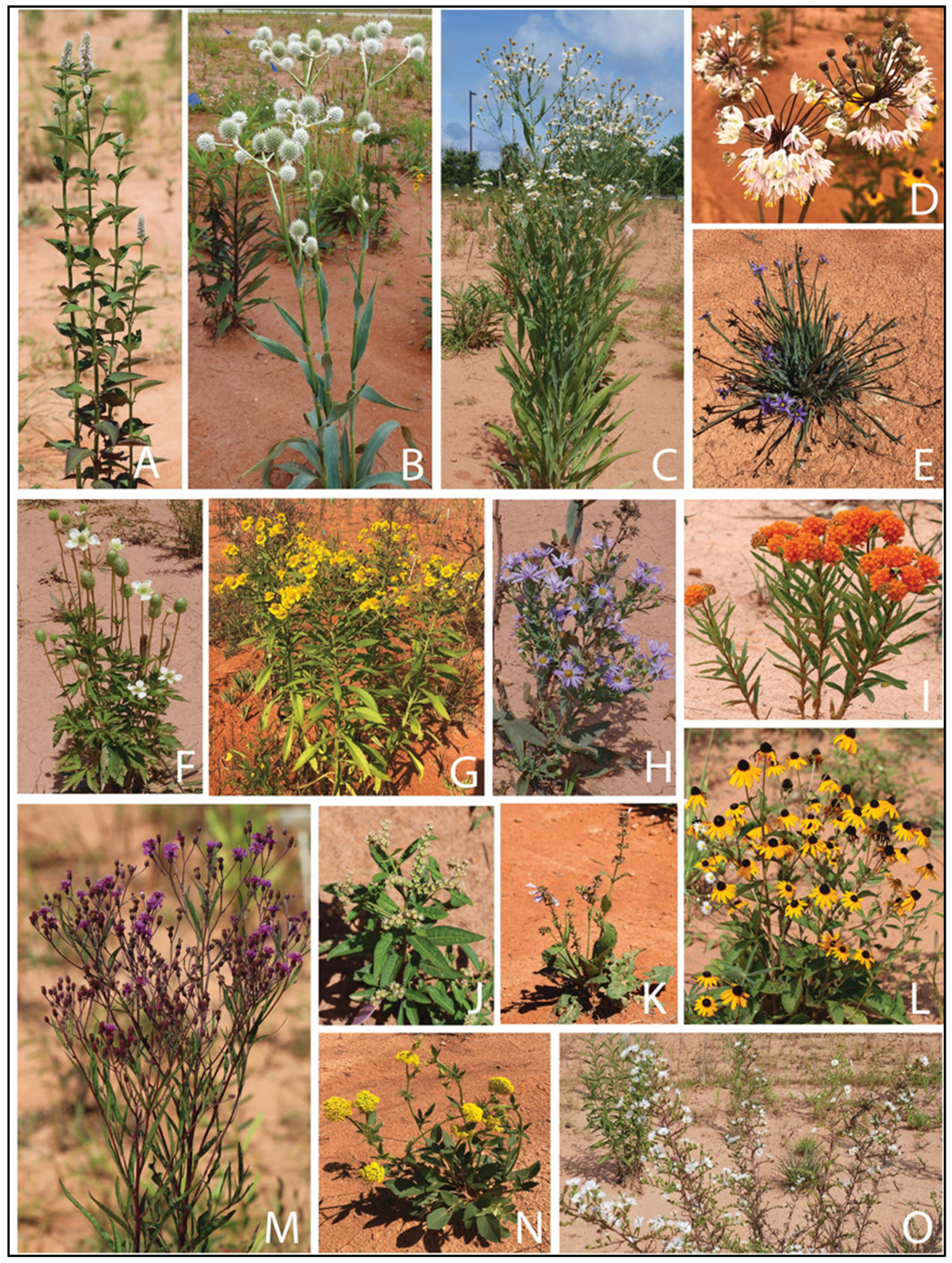 Horticulturae 09 00854 g002 Horticulturae 09 00854 g002