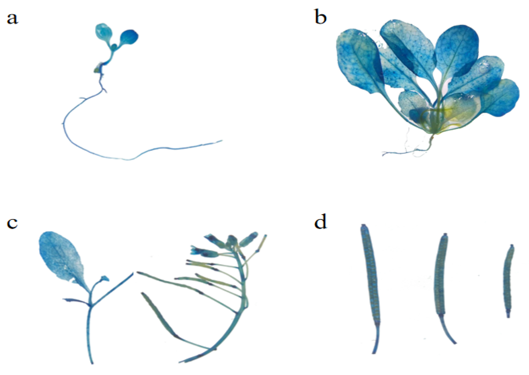 Horticulturae 09 00856 g002
