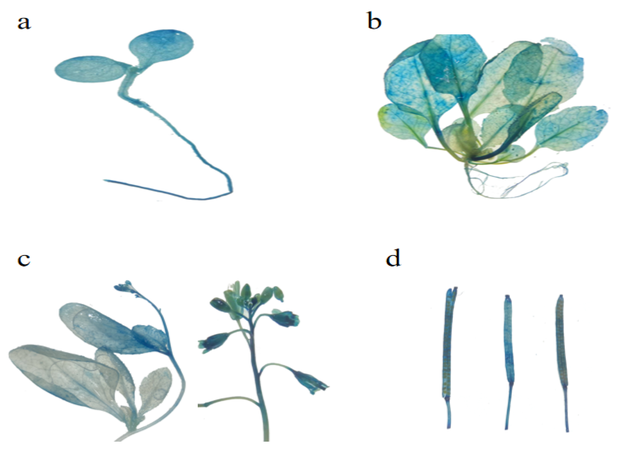 Horticulturae 09 00856 g004