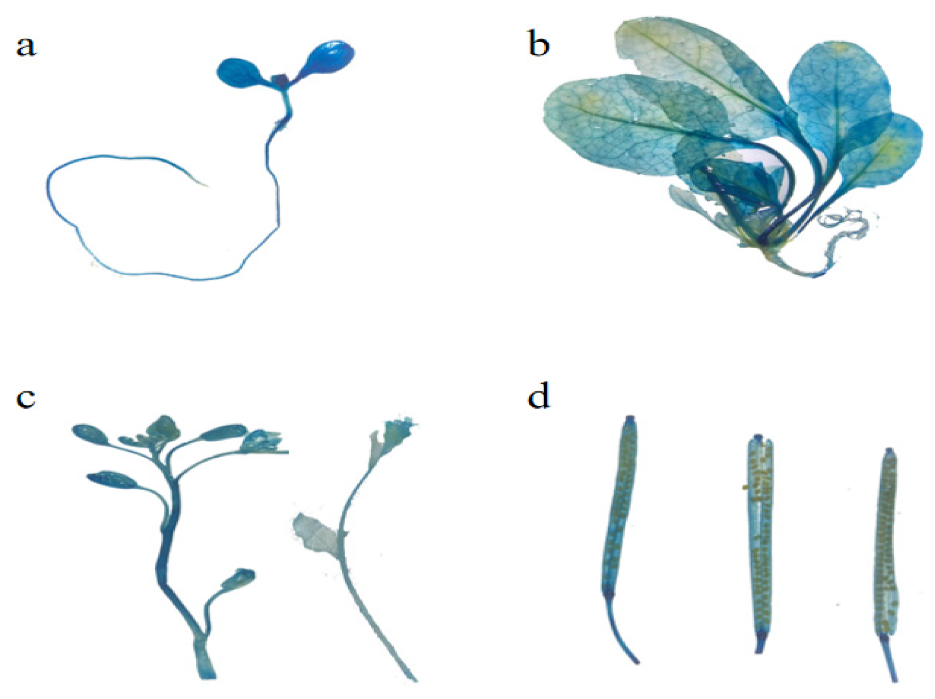Horticulturae 09 00856 g006