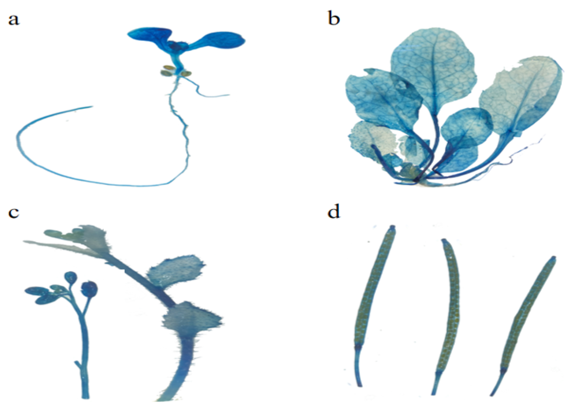 Horticulturae 09 00856 g007