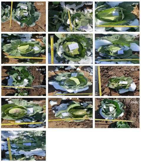 Metabolic and Transcriptomic Profiling Reveals Etiolated