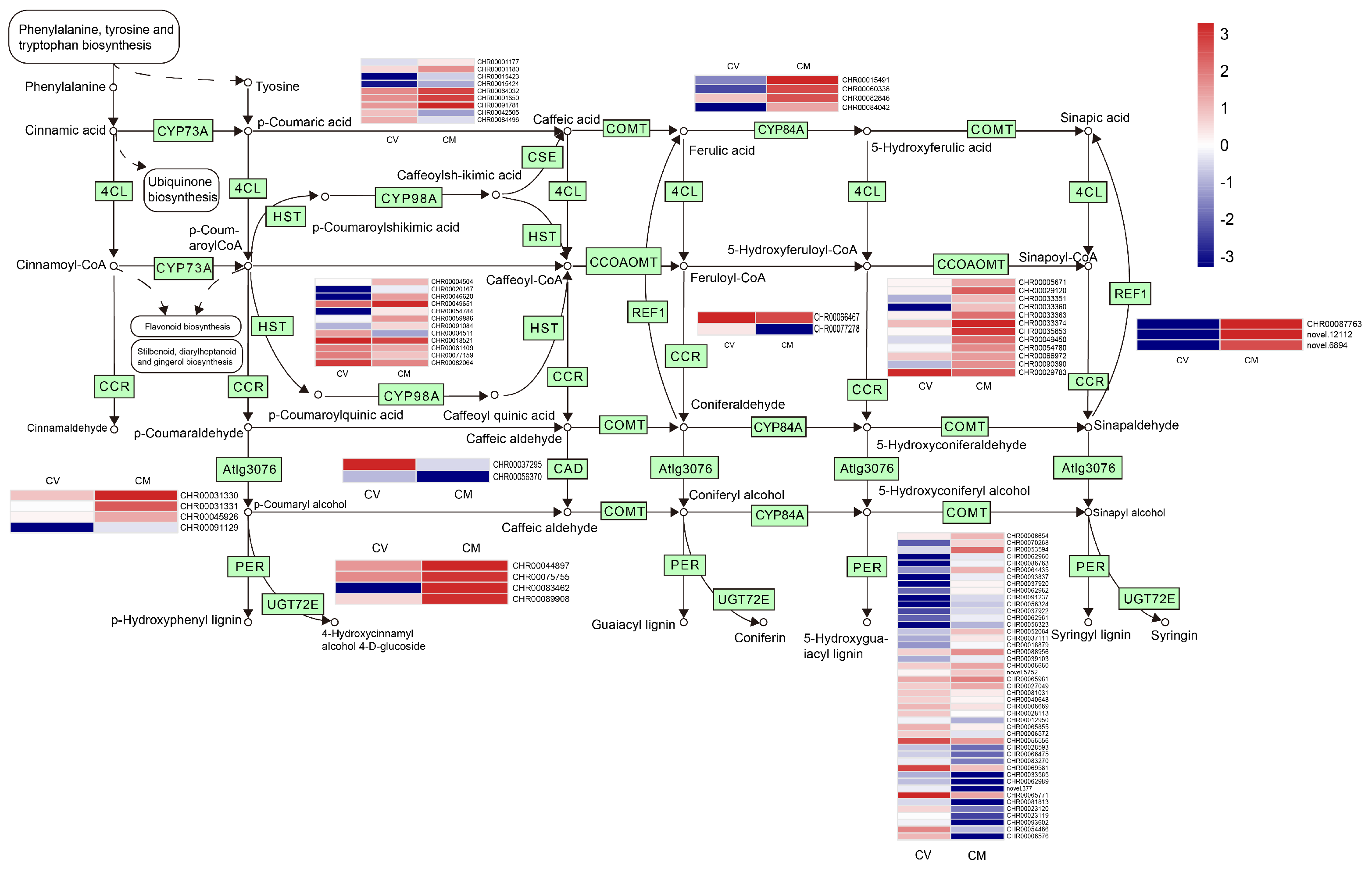 Horticulturae Free FullText Comparative Transcriptome Analyses