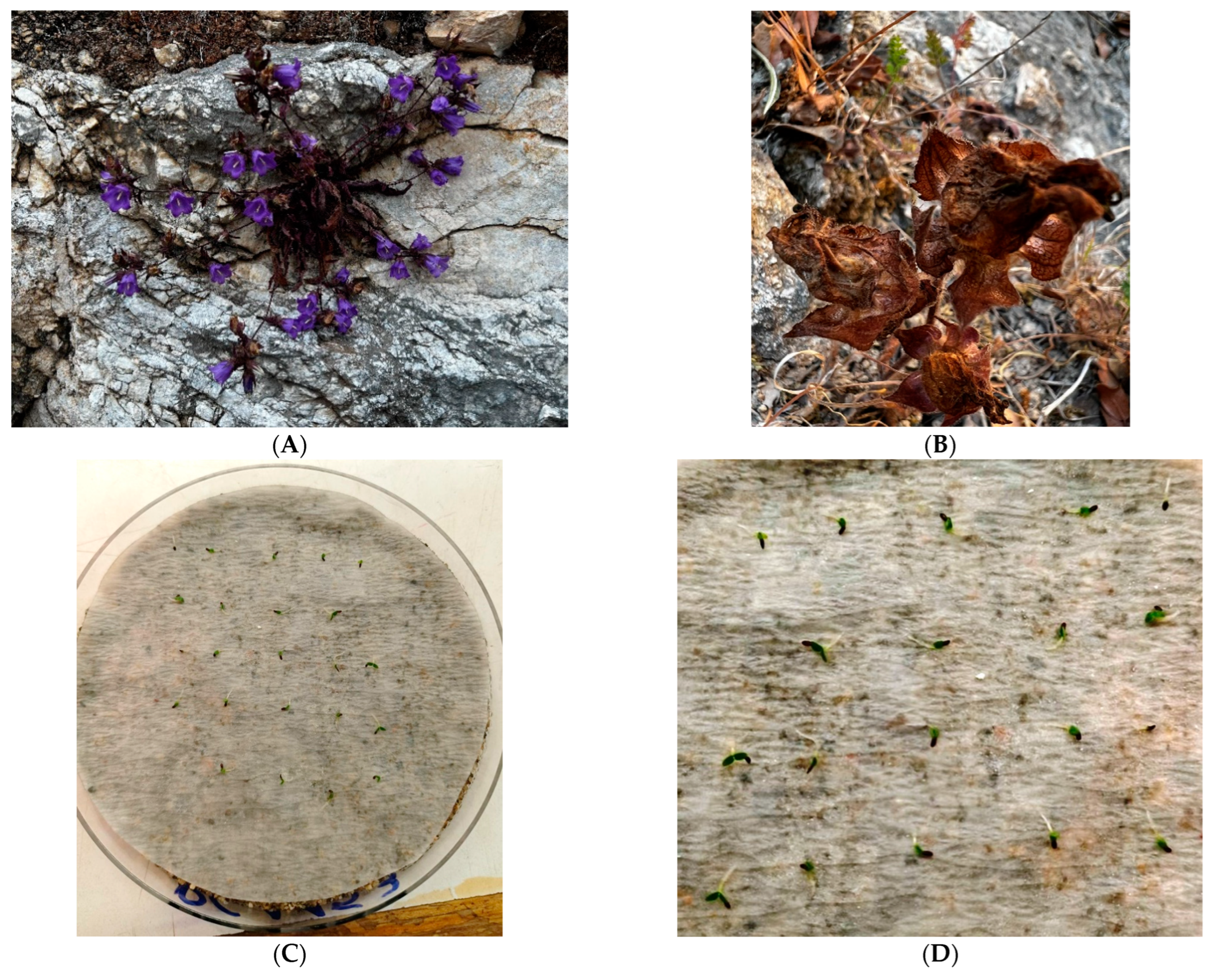 Horticulturae 09 00877 g001 Horticulturae 09 00877 g001