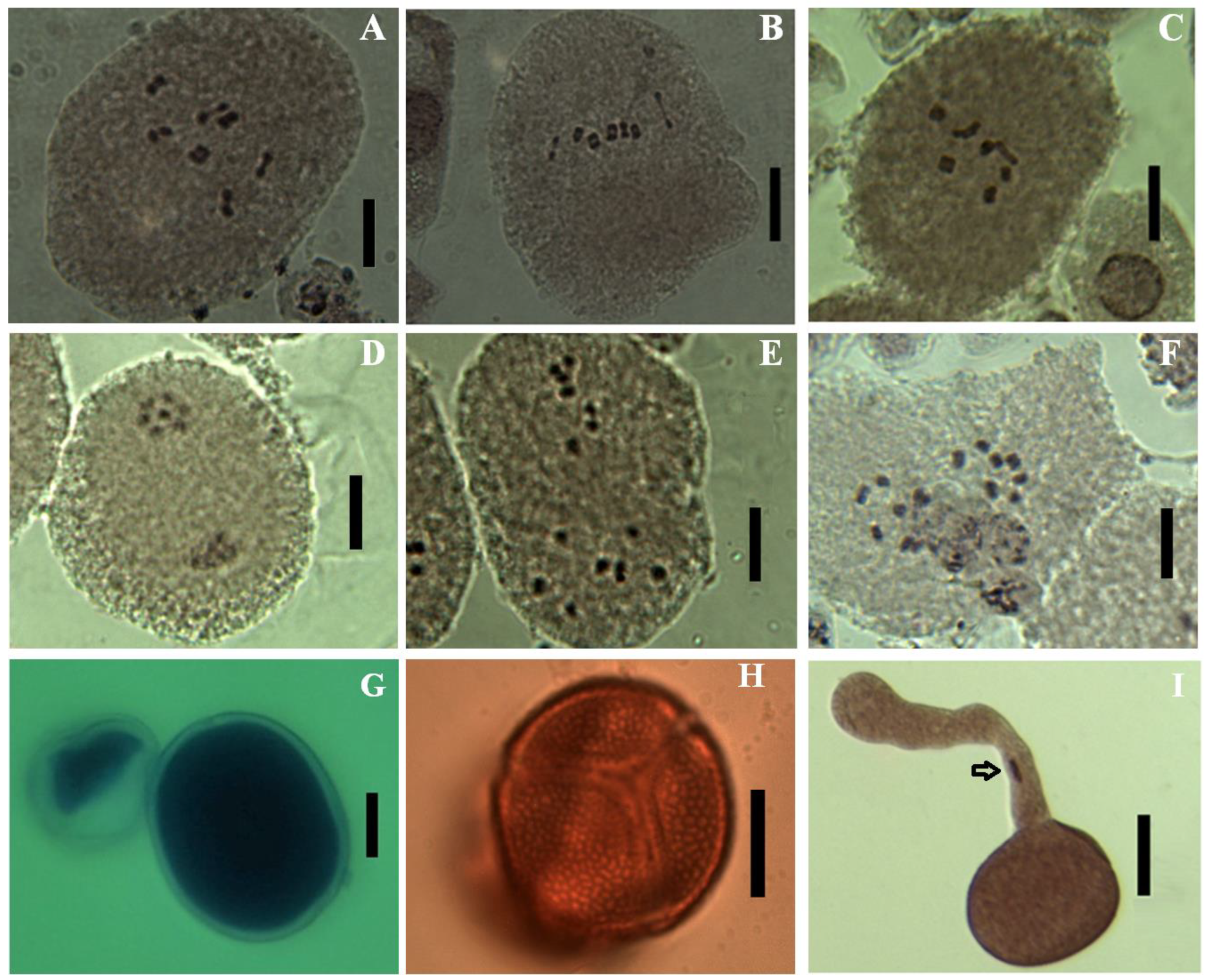 Horticulturae 09 00879 g003 Horticulturae 09 00879 g003