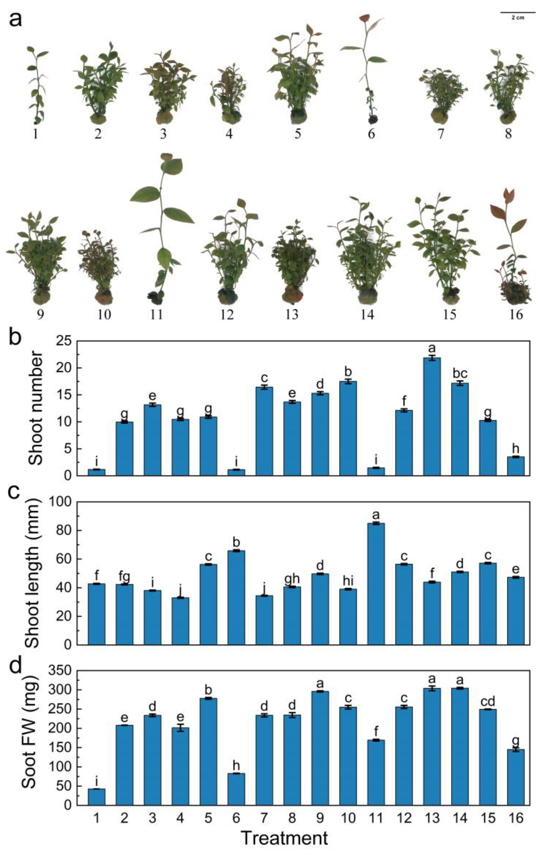 Horticulturae 09 00893 g005 Horticulturae 09 00893 g005