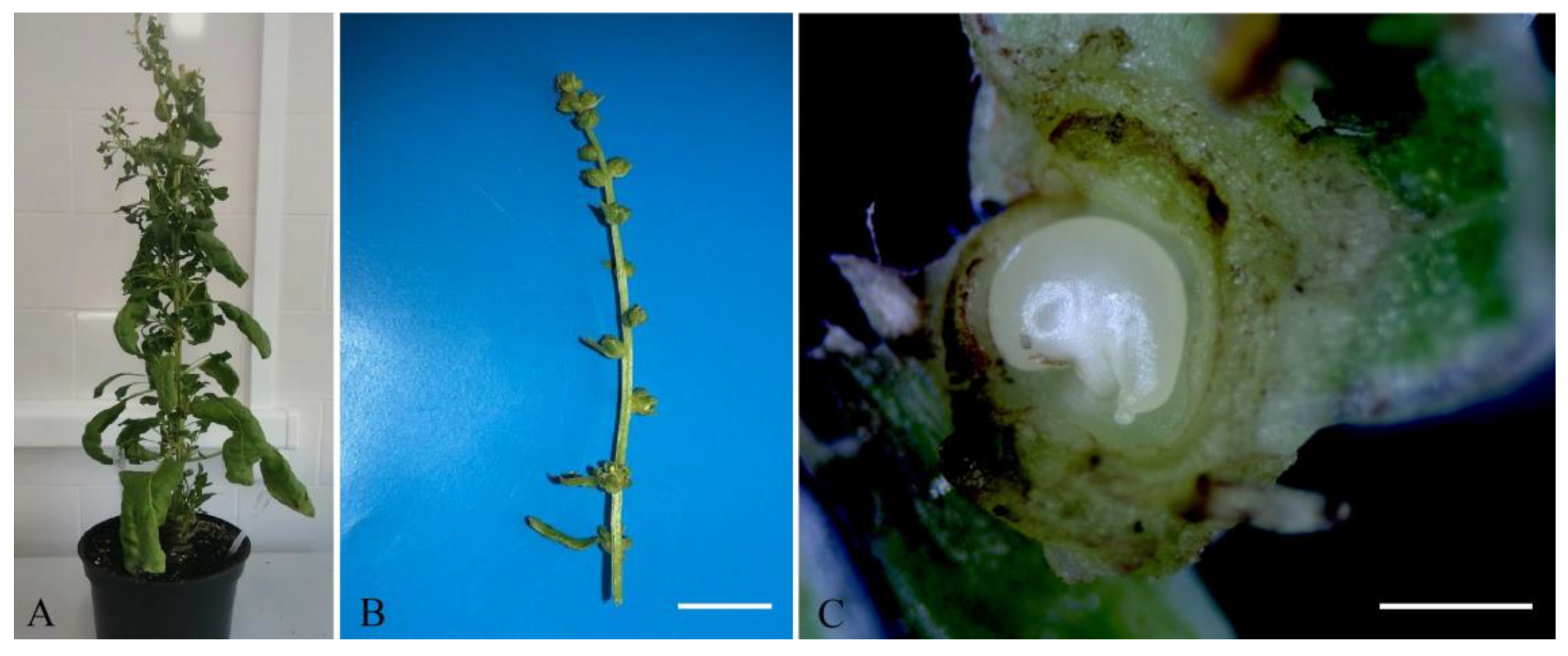 Horticulturae 09 00900 g001 Horticulturae 09 00900 g001