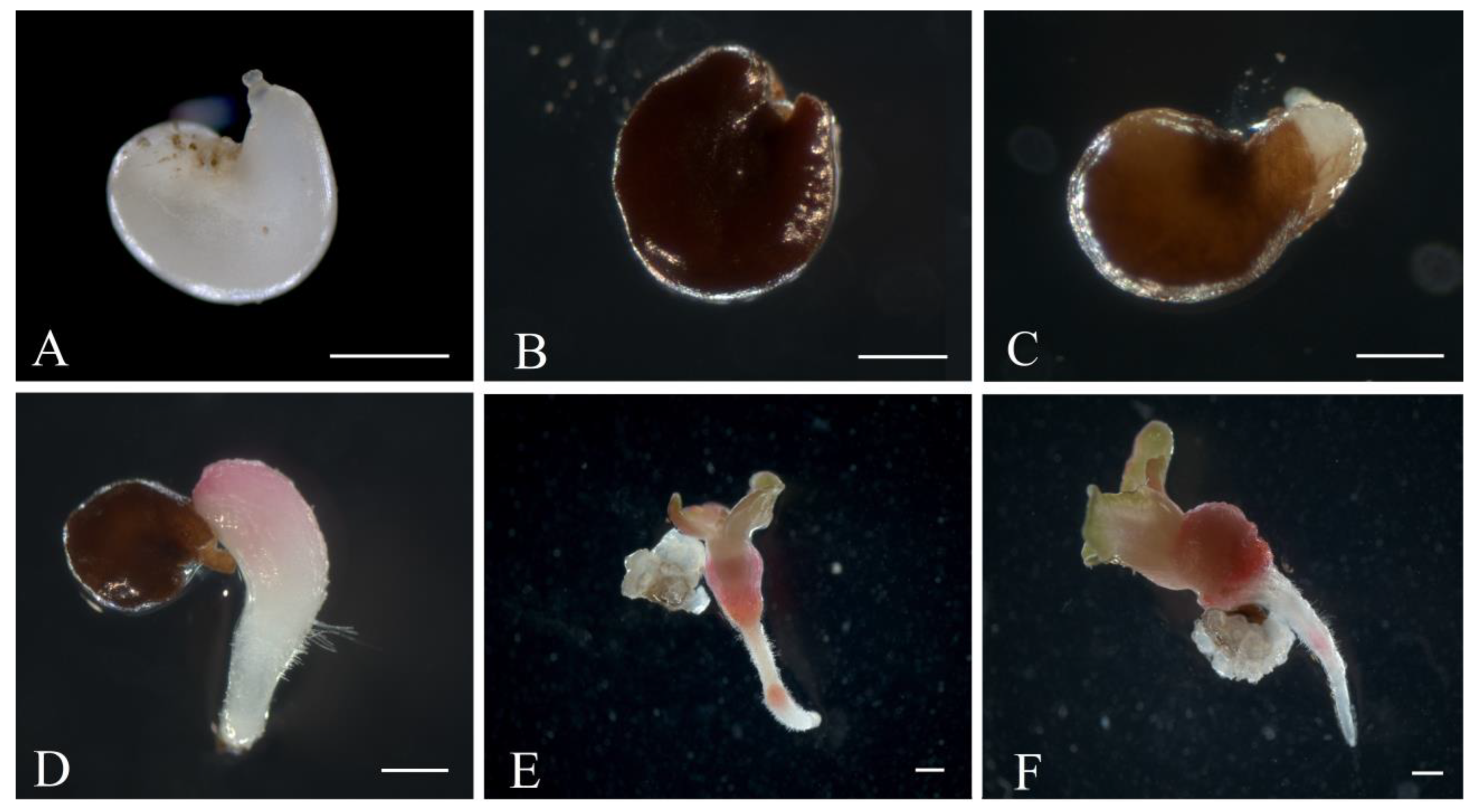 Horticulturae 09 00900 g002 Horticulturae 09 00900 g002