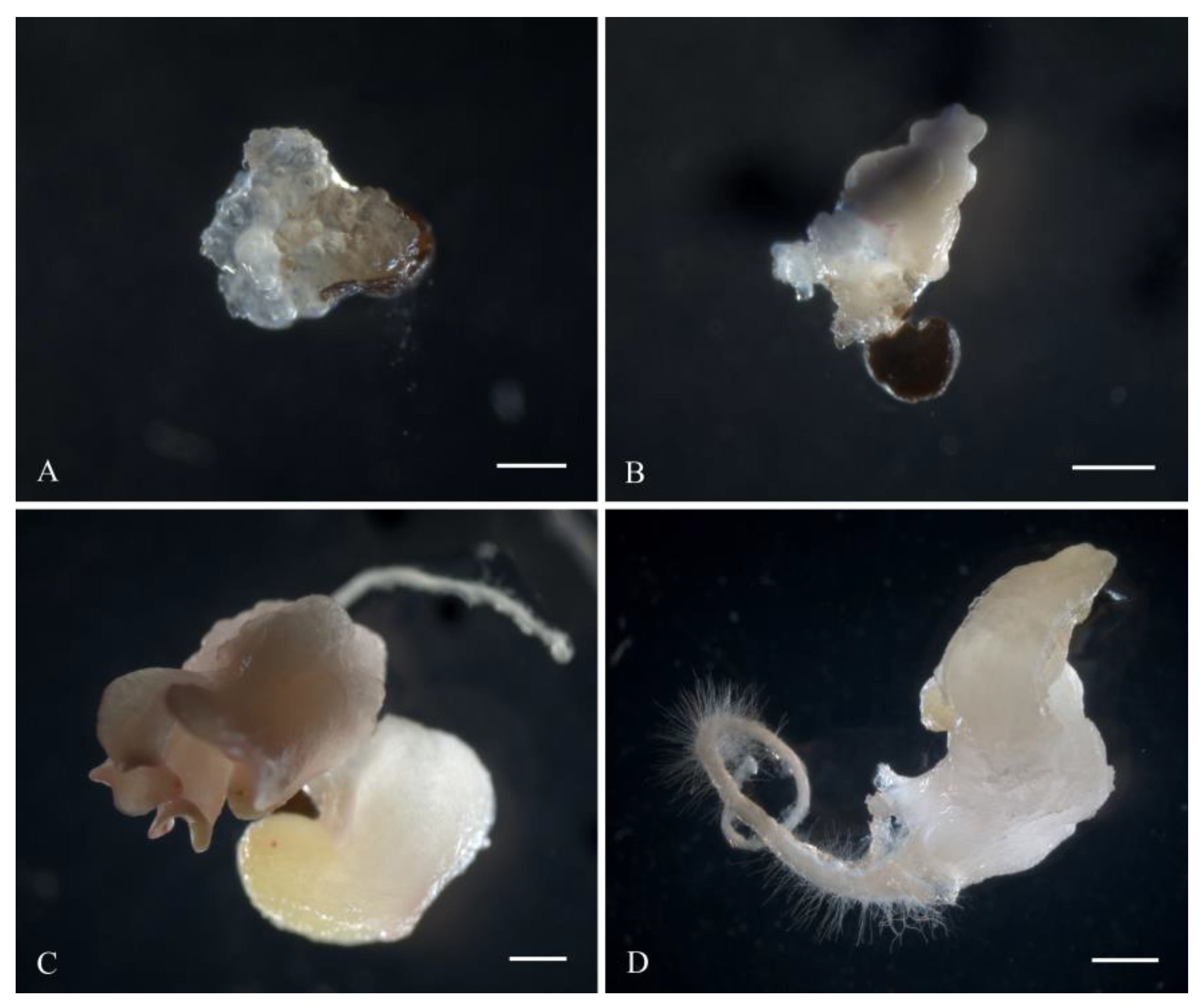 Horticulturae 09 00900 g003 Horticulturae 09 00900 g003
