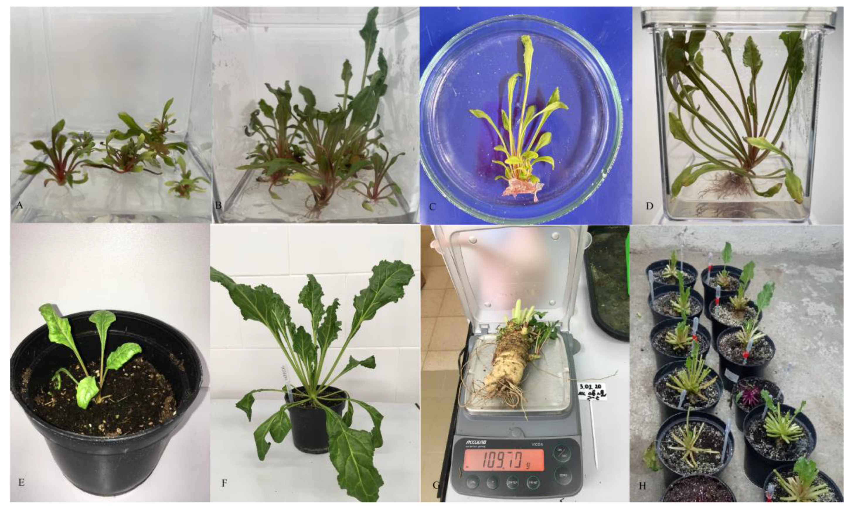 Horticulturae 09 00900 g006 Horticulturae 09 00900 g006