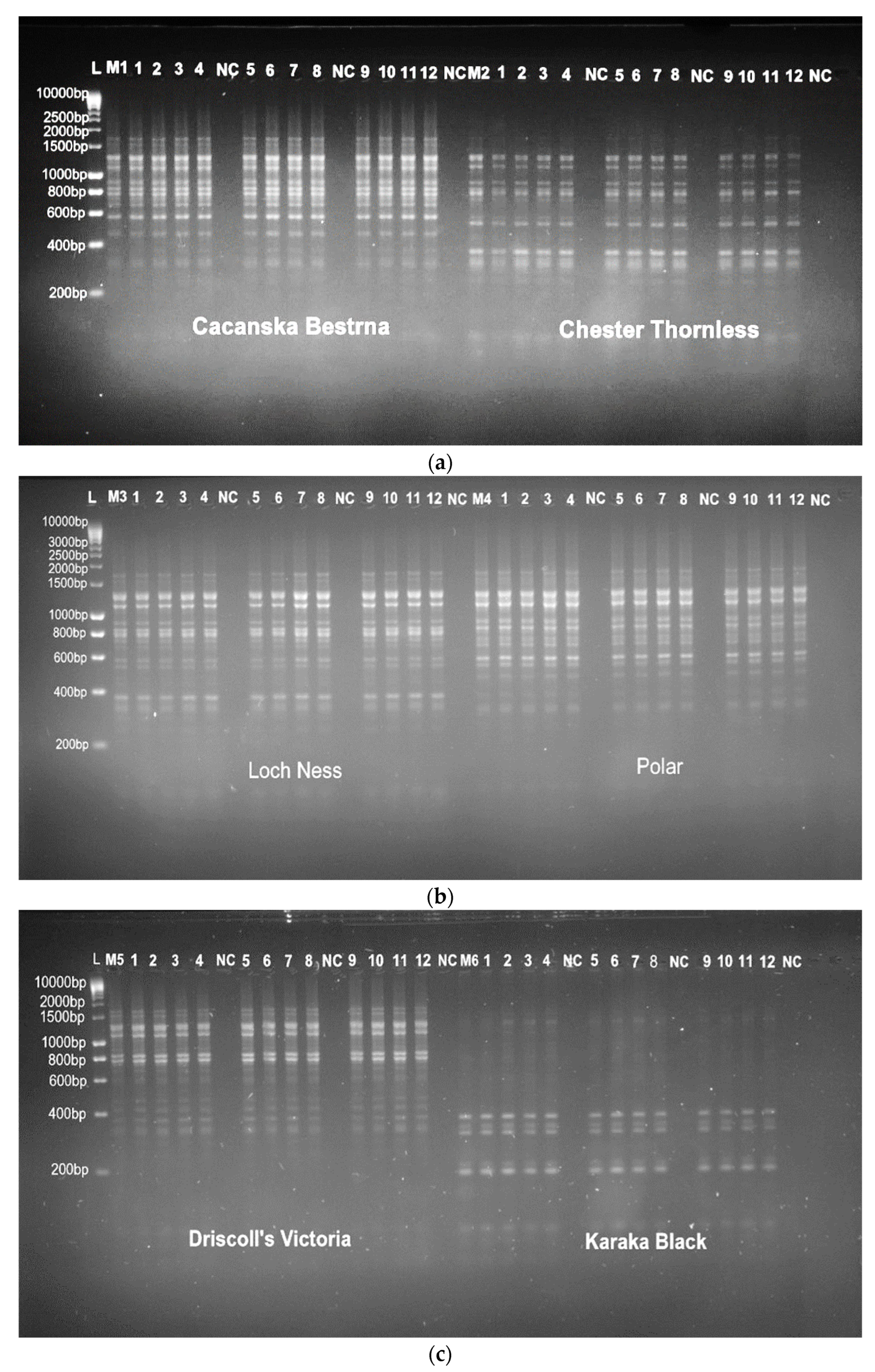 Horticulturae 09 00902 g006
